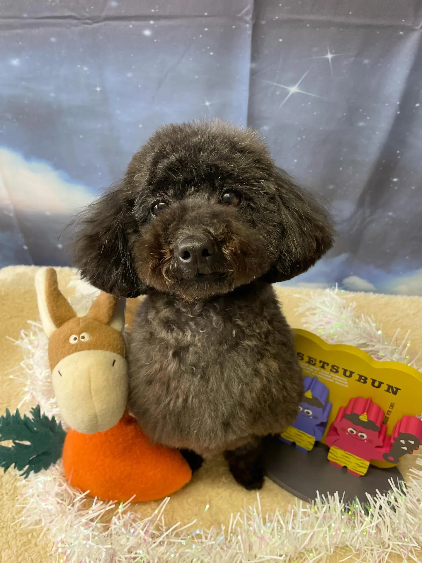 🍃1/31のトリミング🍃プードル🐶｜名東区・千種区・守山区の...