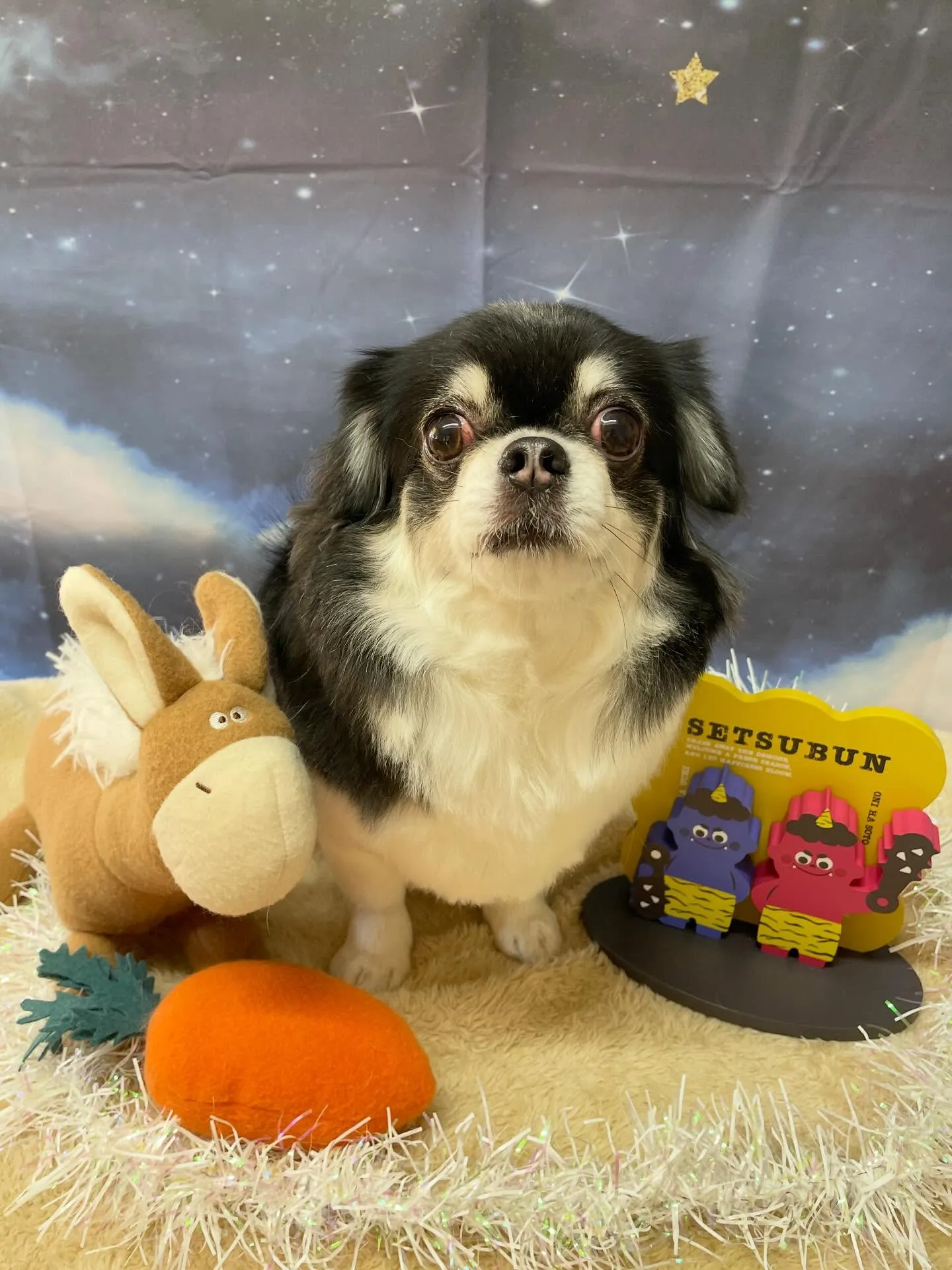 🍃1/31のトリミング🍃チワワ🐶｜名東区・千種区・守山区の動...