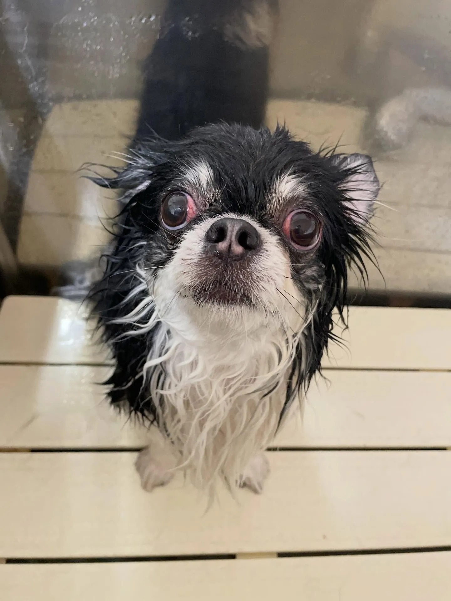 🍃1/31のトリミング🍃チワワ🐶｜名東区・千種区・守山区の動...