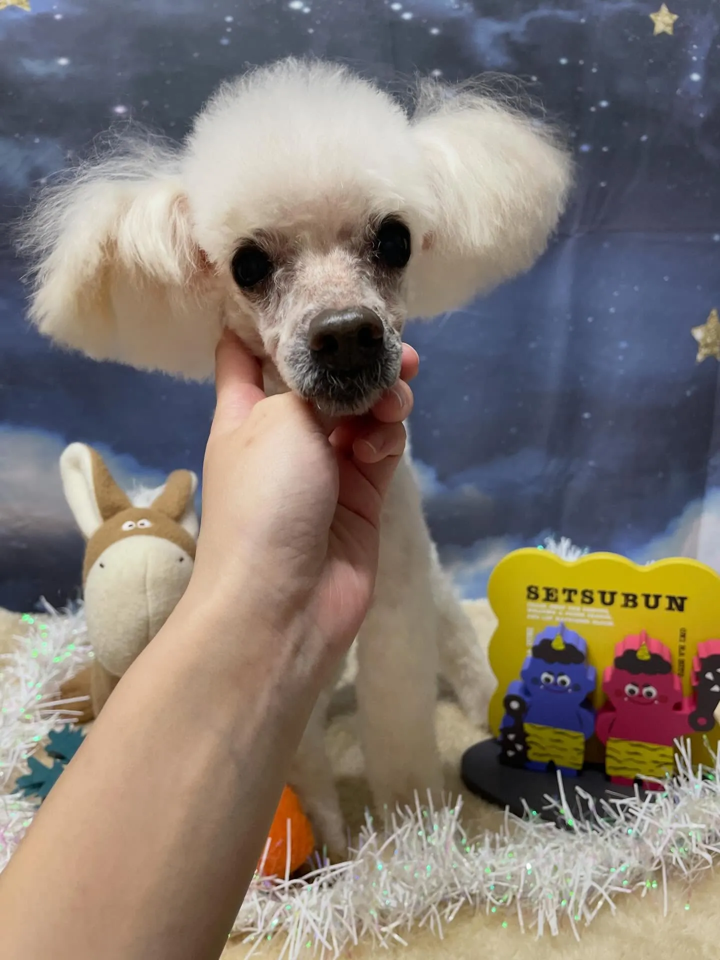 🍃1/31のトリミング🍃プードル🐶｜名東区・千種区・守山区の...