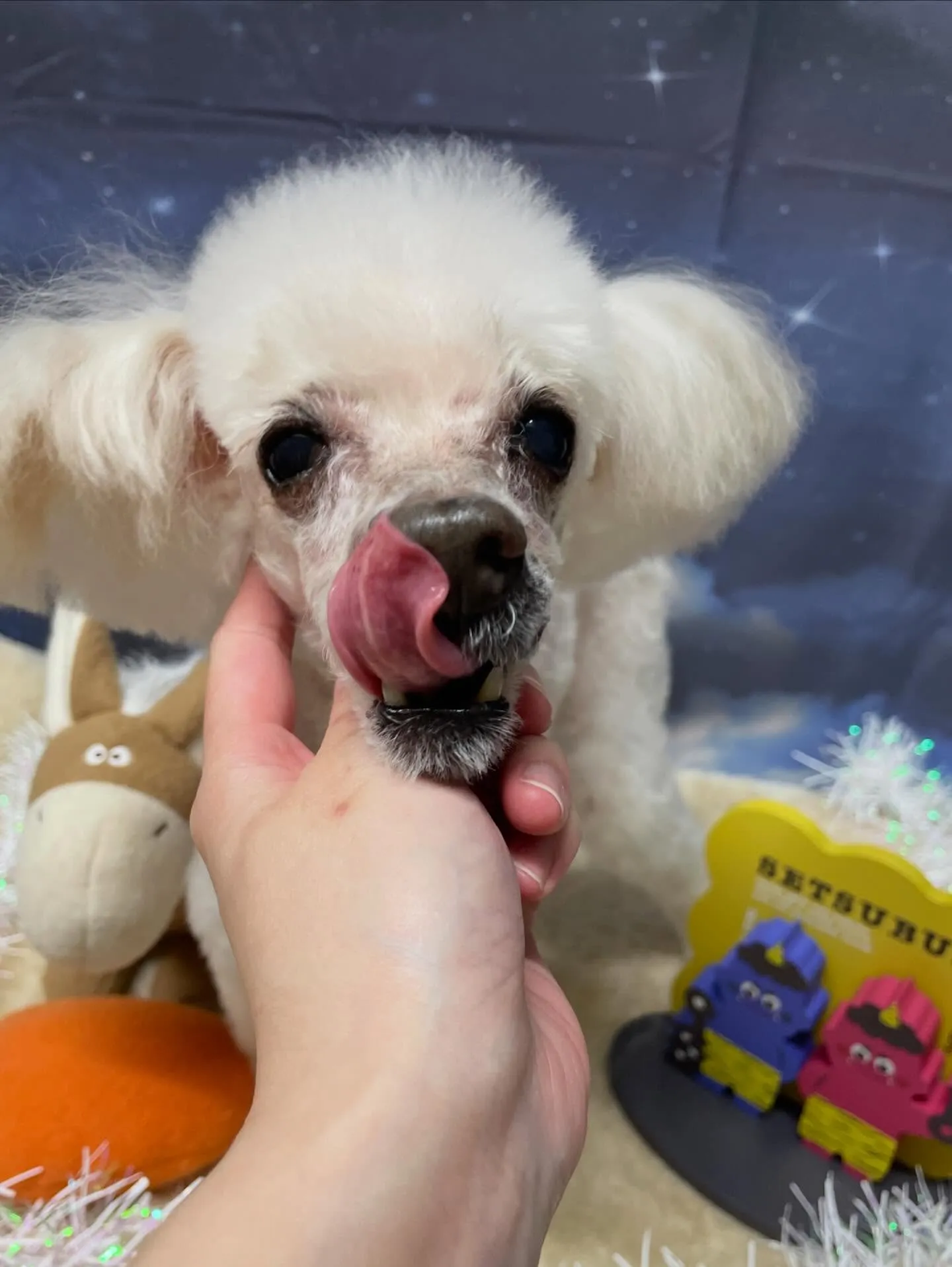 🍃1/31のトリミング🍃プードル🐶｜名東区・千種区・守山区の...