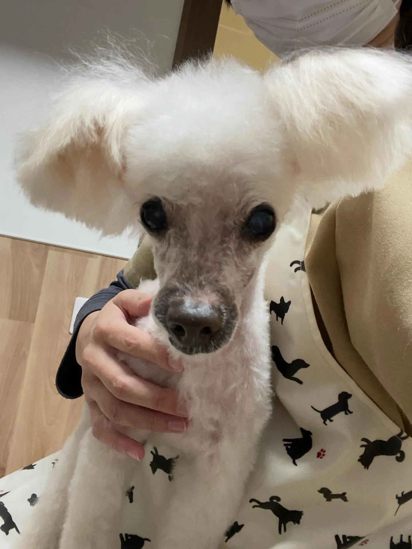 🍃1/31のトリミング🍃プードル🐶｜名東区・千種区・守山区の...