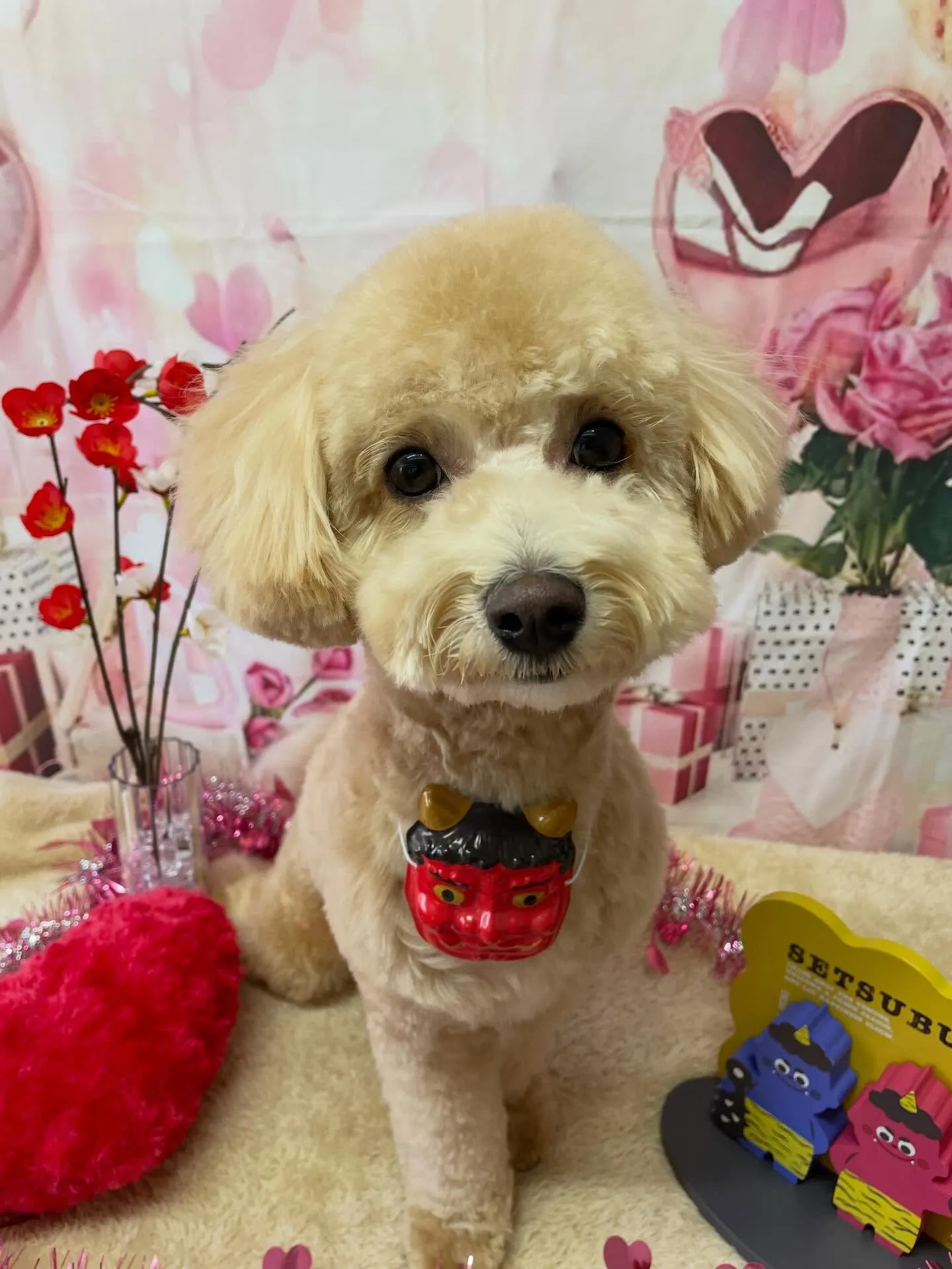 🍃2/1のトリミング🍃ミックス犬🐶｜名東区・千種区・守山区の...