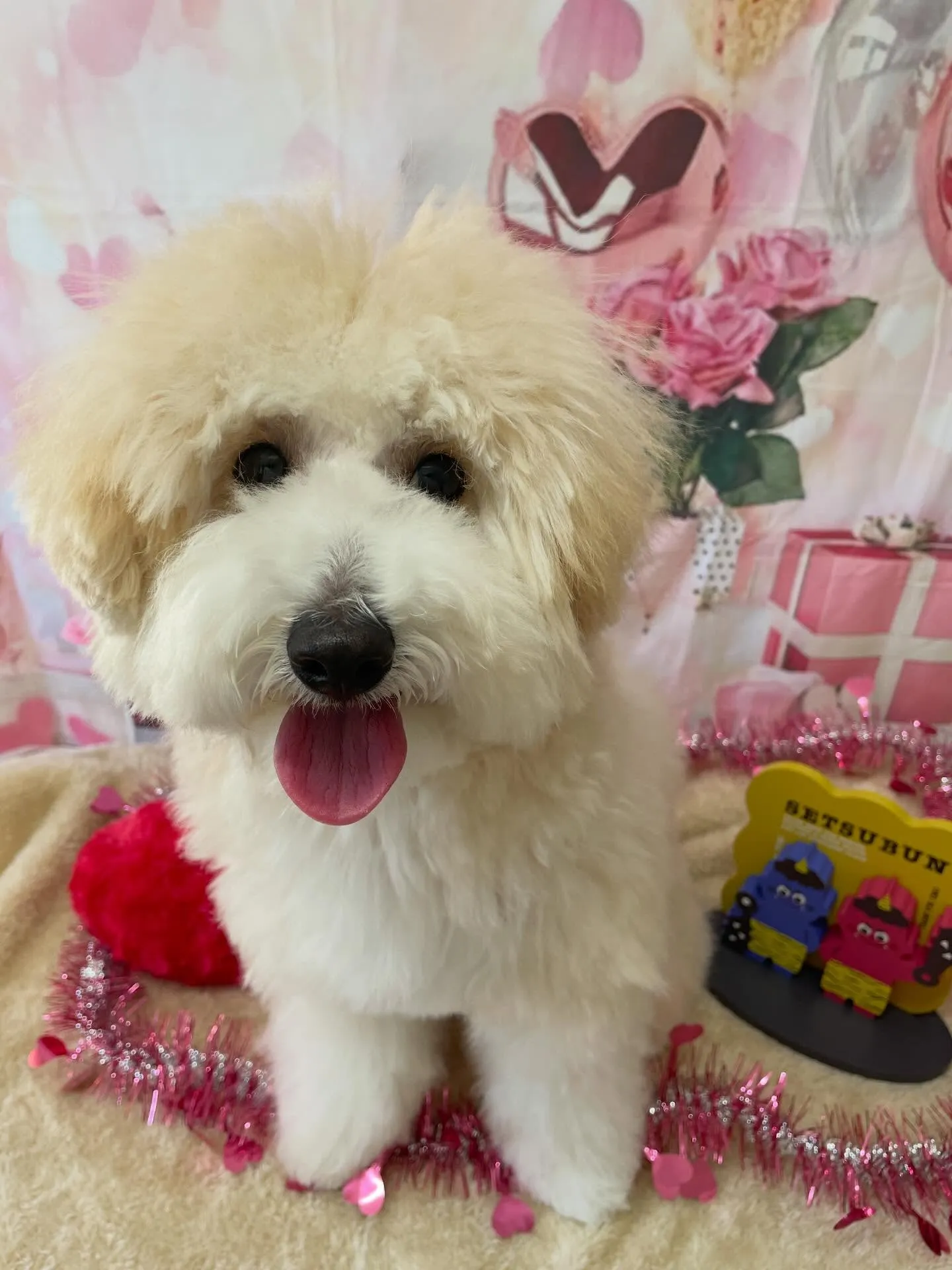 🍃2/1のトリミング🍃ミックス犬🐶|名東区・千種区・守山区の...