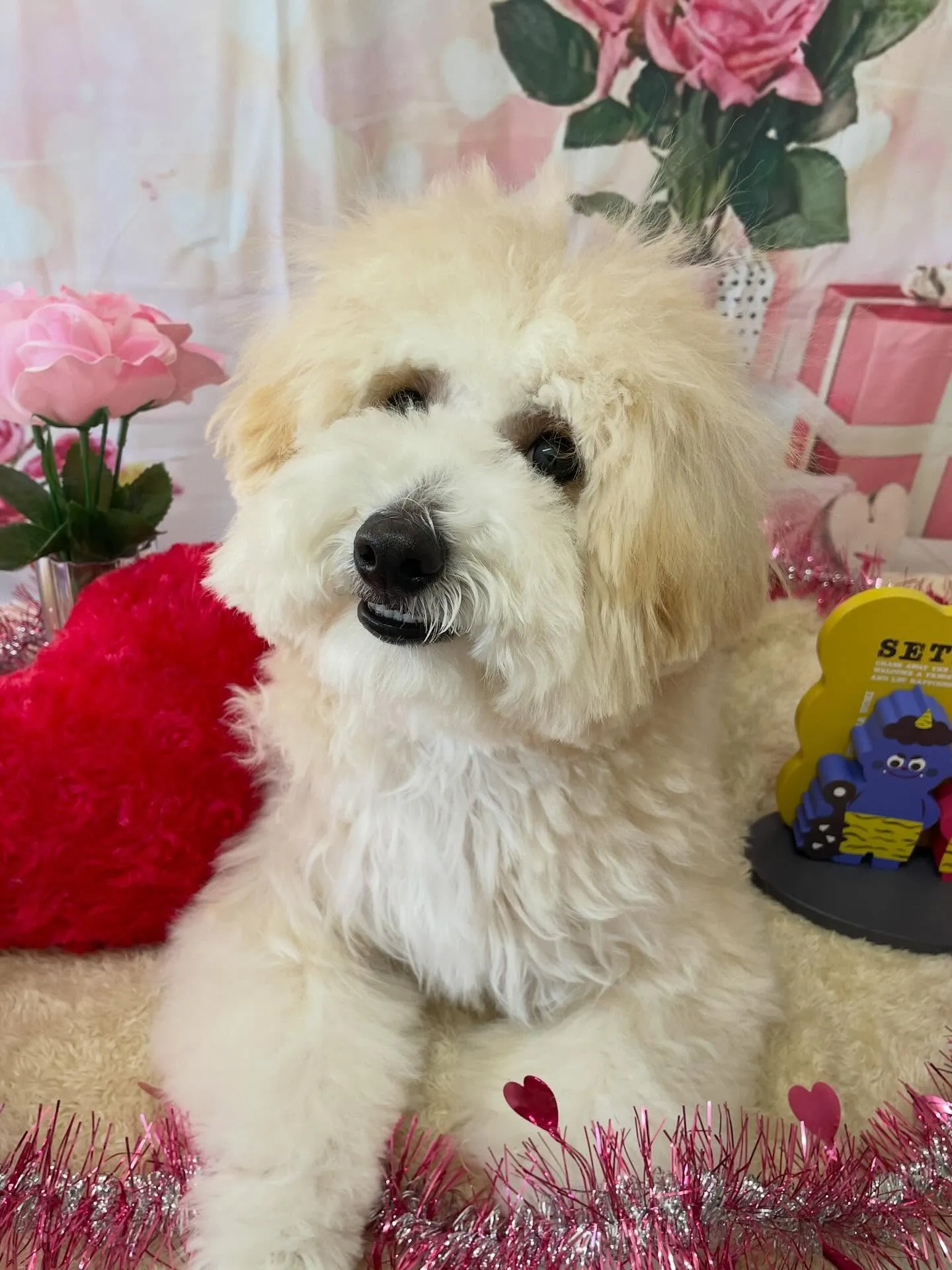 🍃2/1のトリミング🍃ミックス犬🐶｜名東区・千種区・守山区の...