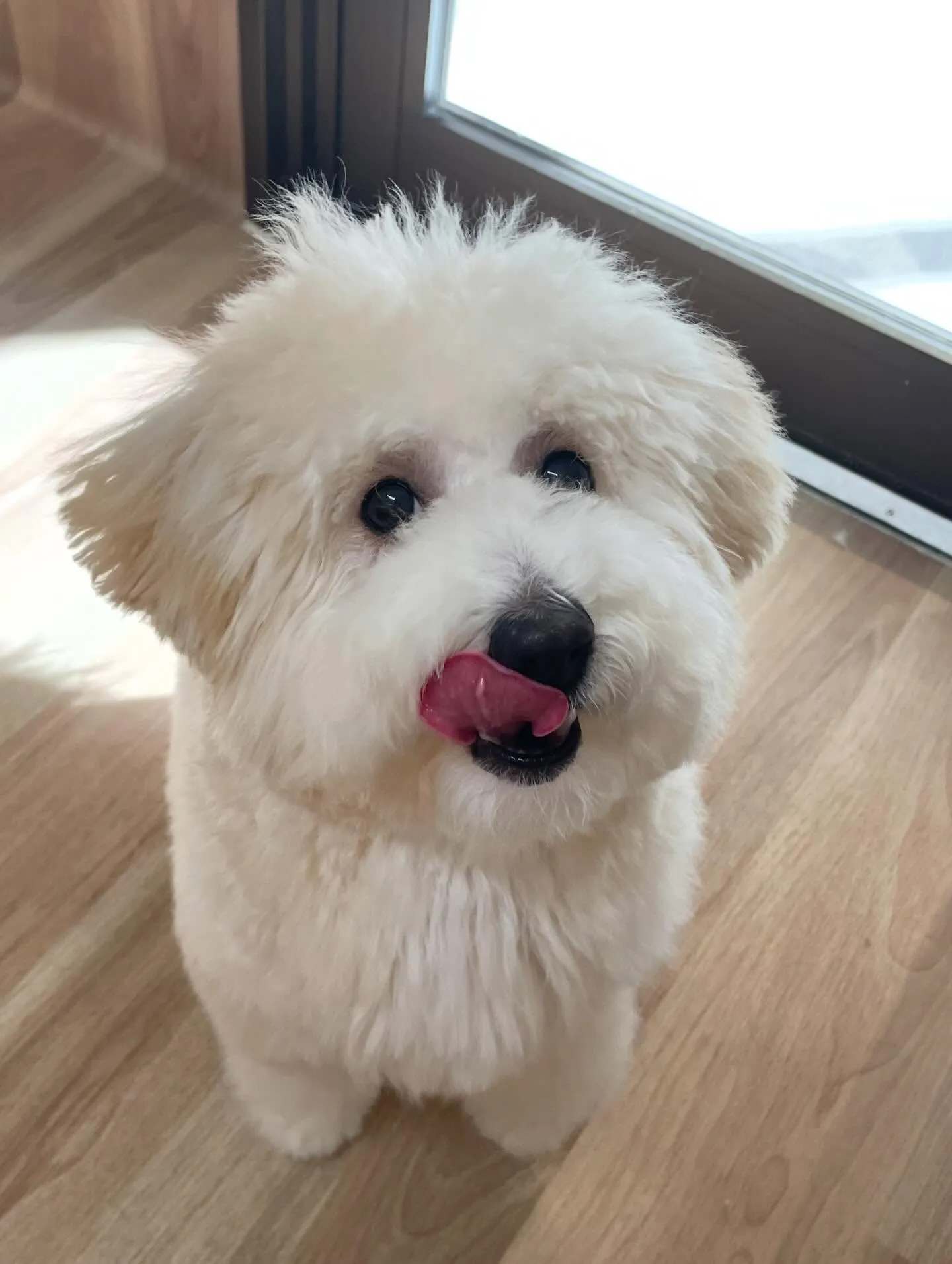 🍃2/1のトリミング🍃ミックス犬🐶｜名東区・千種区・守山区の...