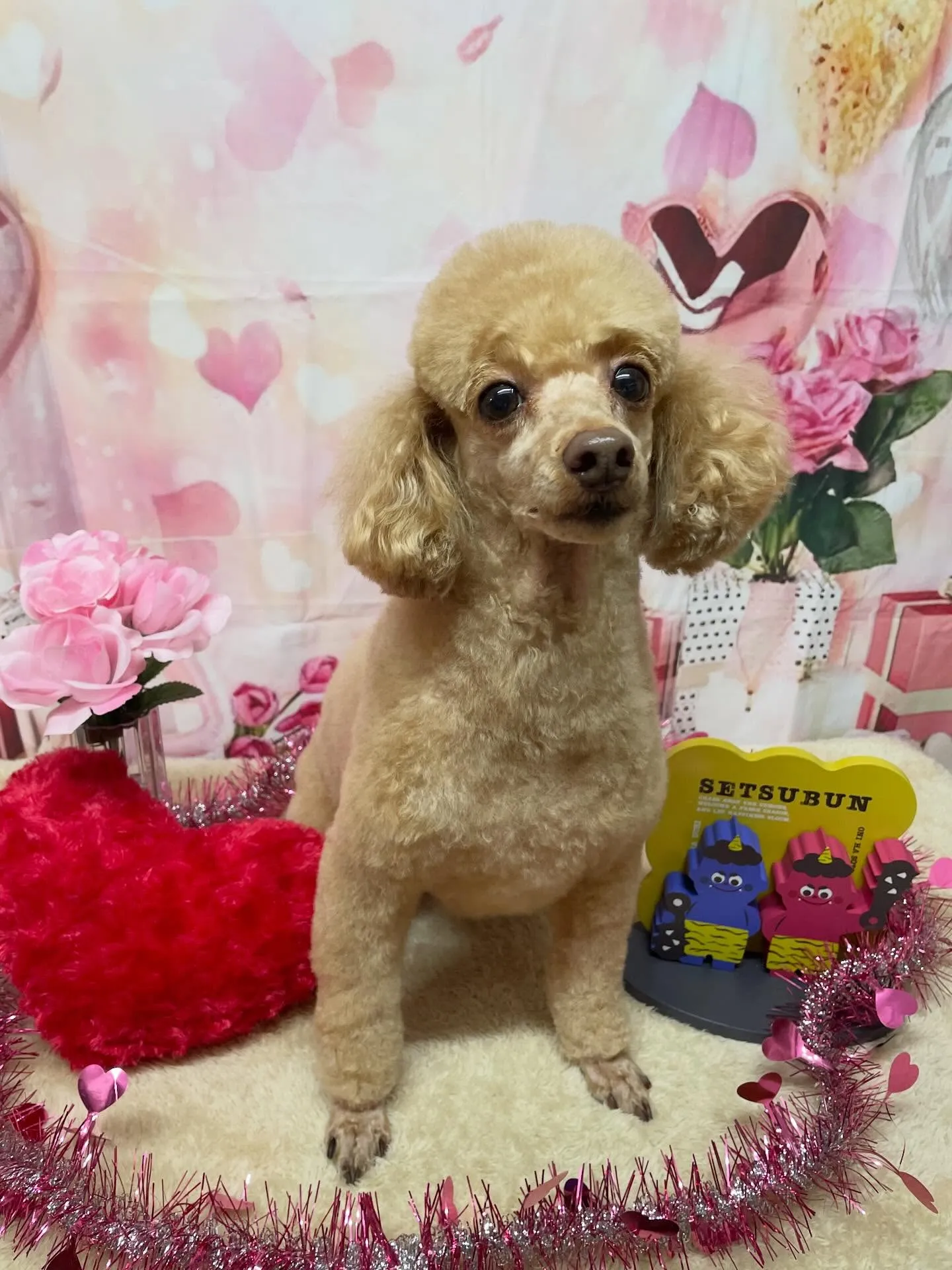 🍃2/1のトリミング🍃プードル🐶|名東区・千種区・守山区の動...