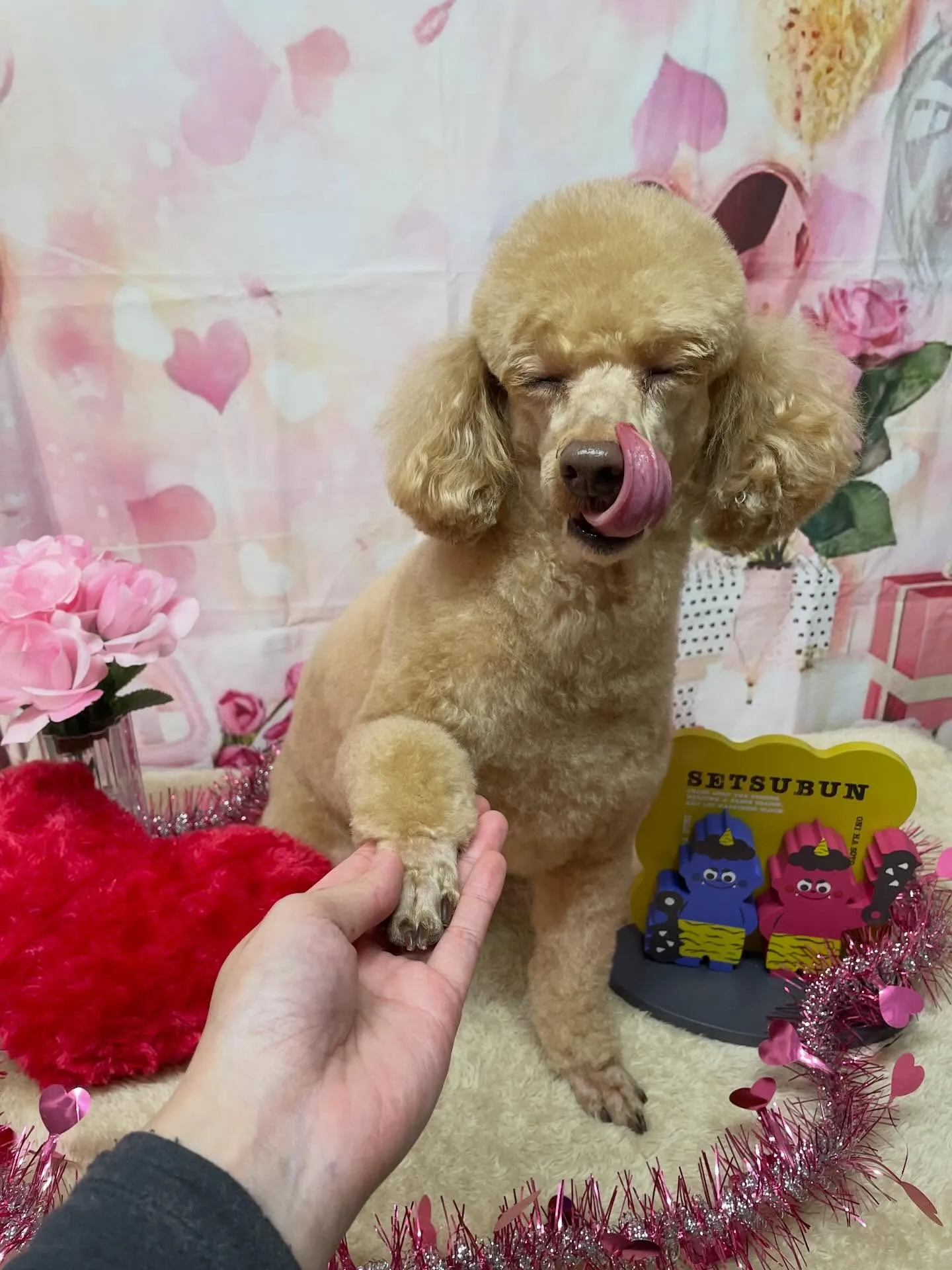 🍃2/1のトリミング🍃プードル🐶｜名東区・千種区・守山区の動...