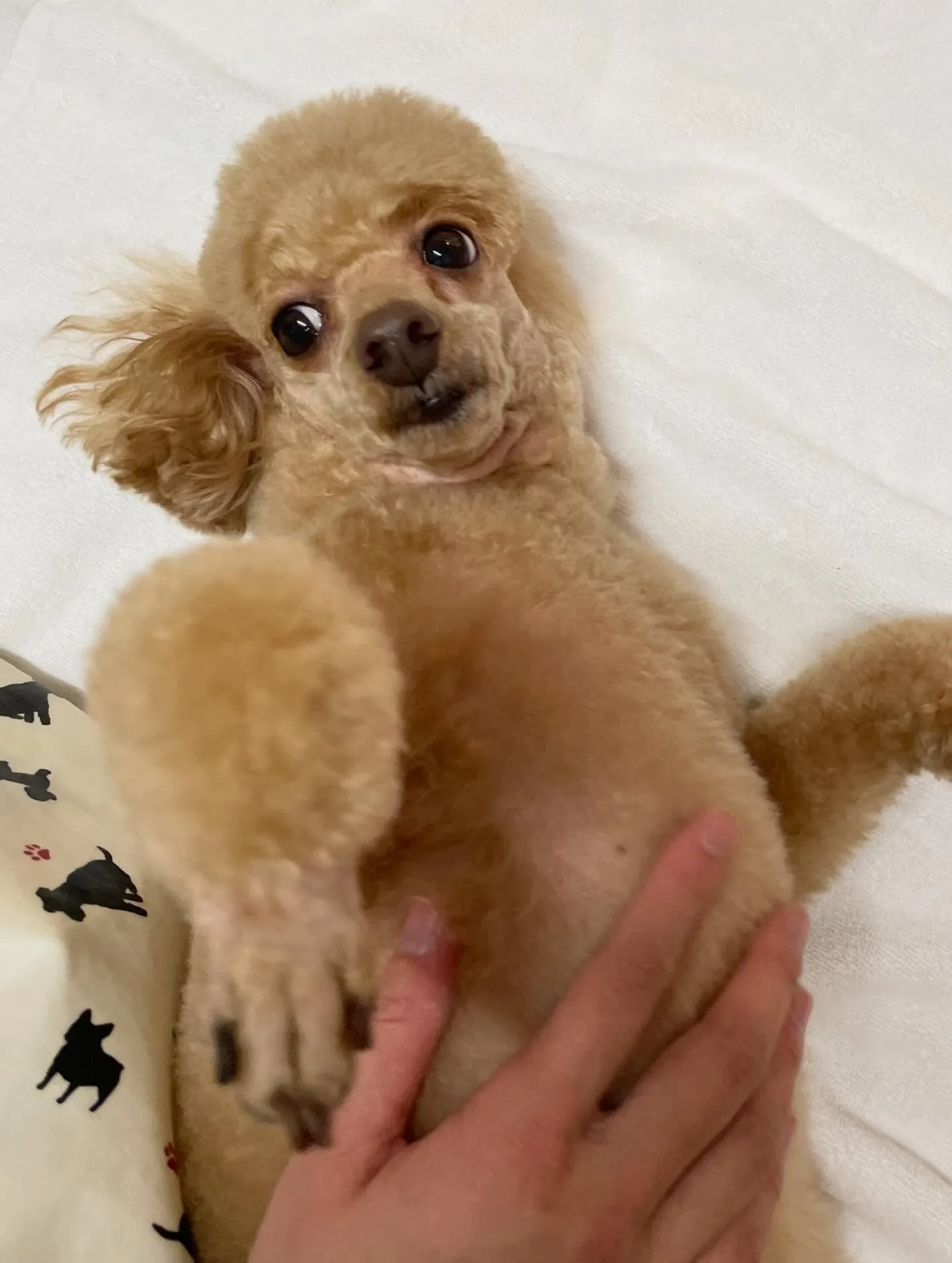 🍃2/1のトリミング🍃プードル🐶｜名東区・千種区・守山区の動...