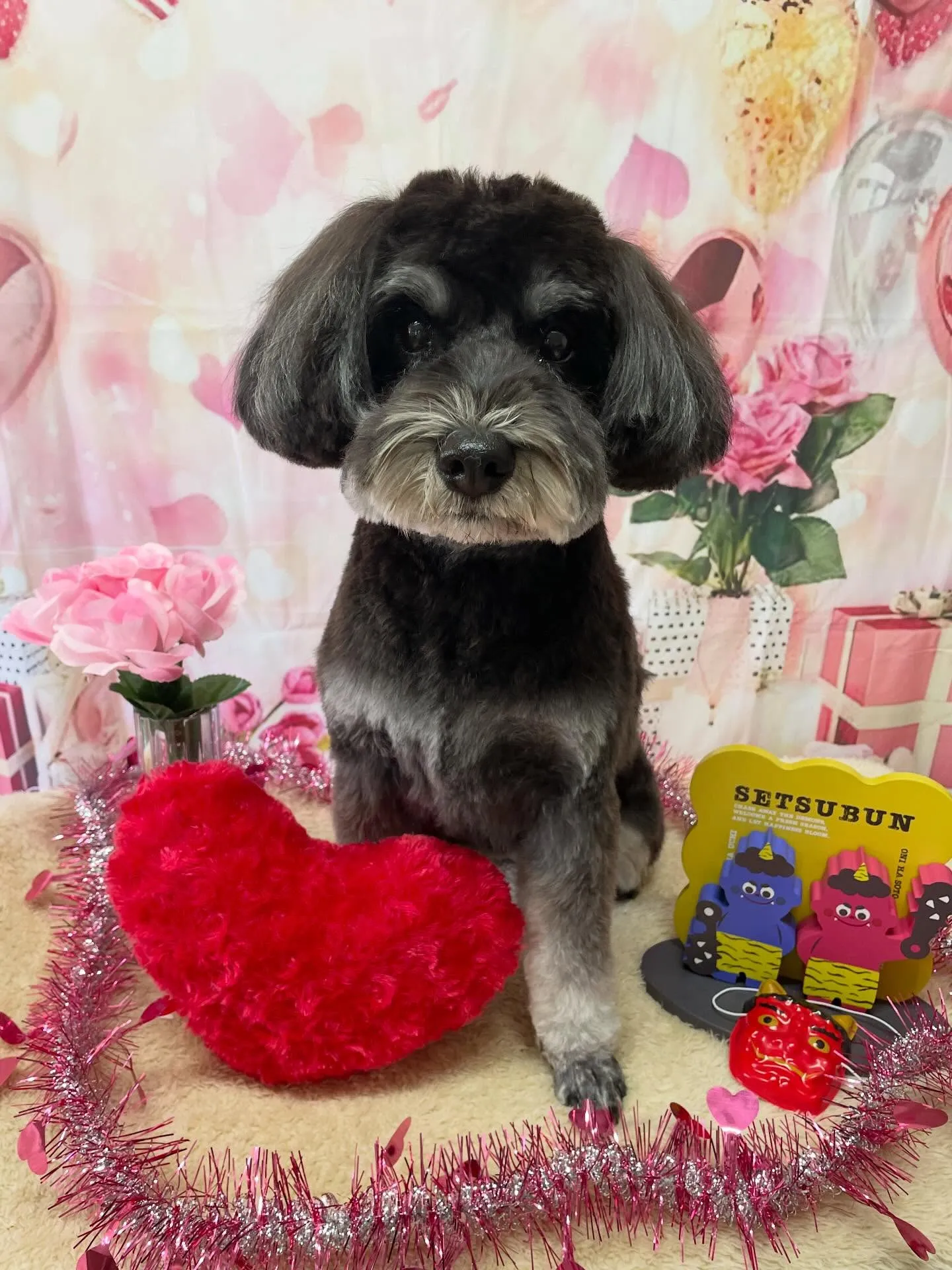 🍃2/3のトリミング🍃シュナウザー🐶|名東区・千種区・守山区...