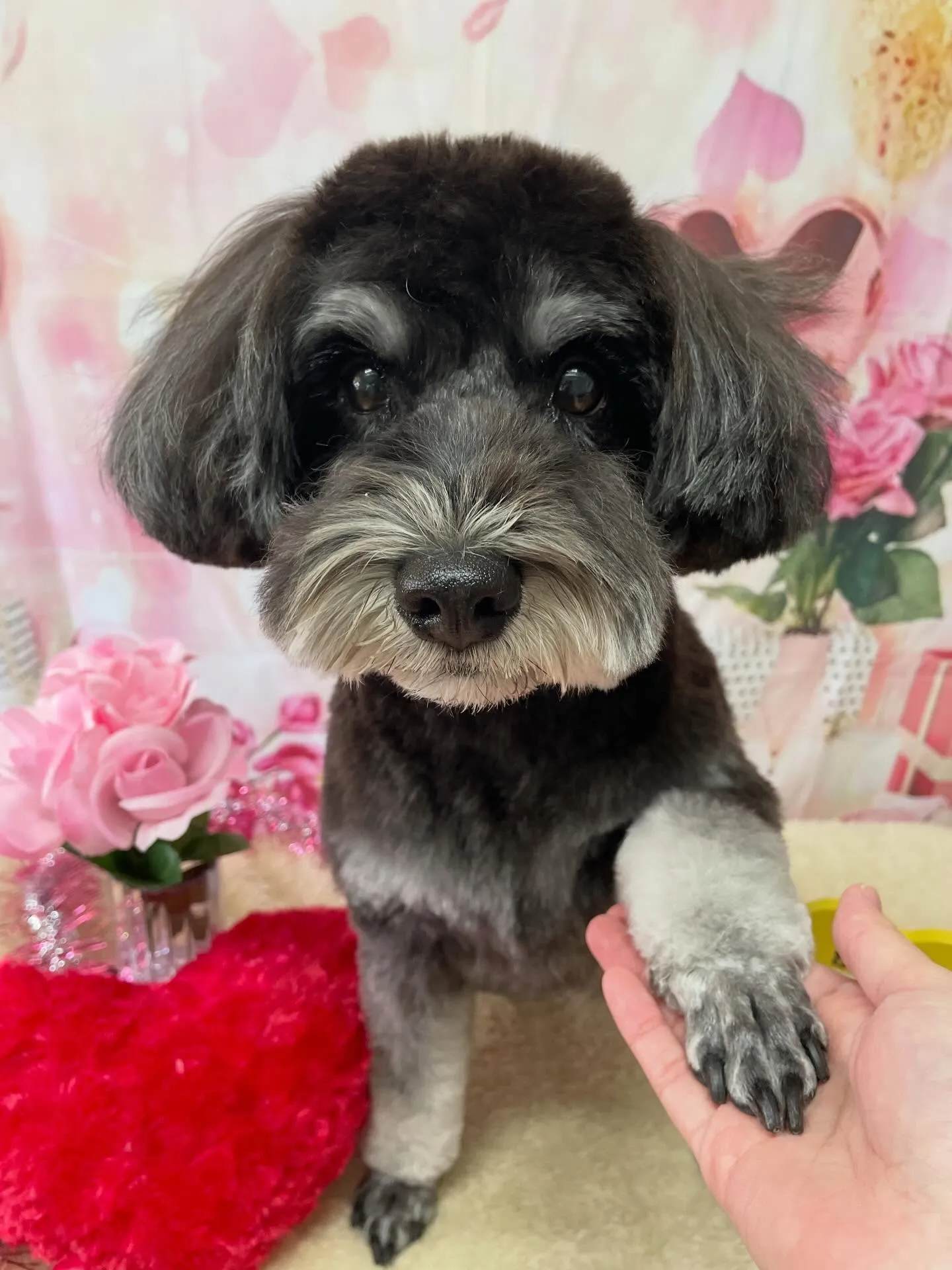 🍃2/3のトリミング🍃シュナウザー🐶|名東区・千種区・守山区...