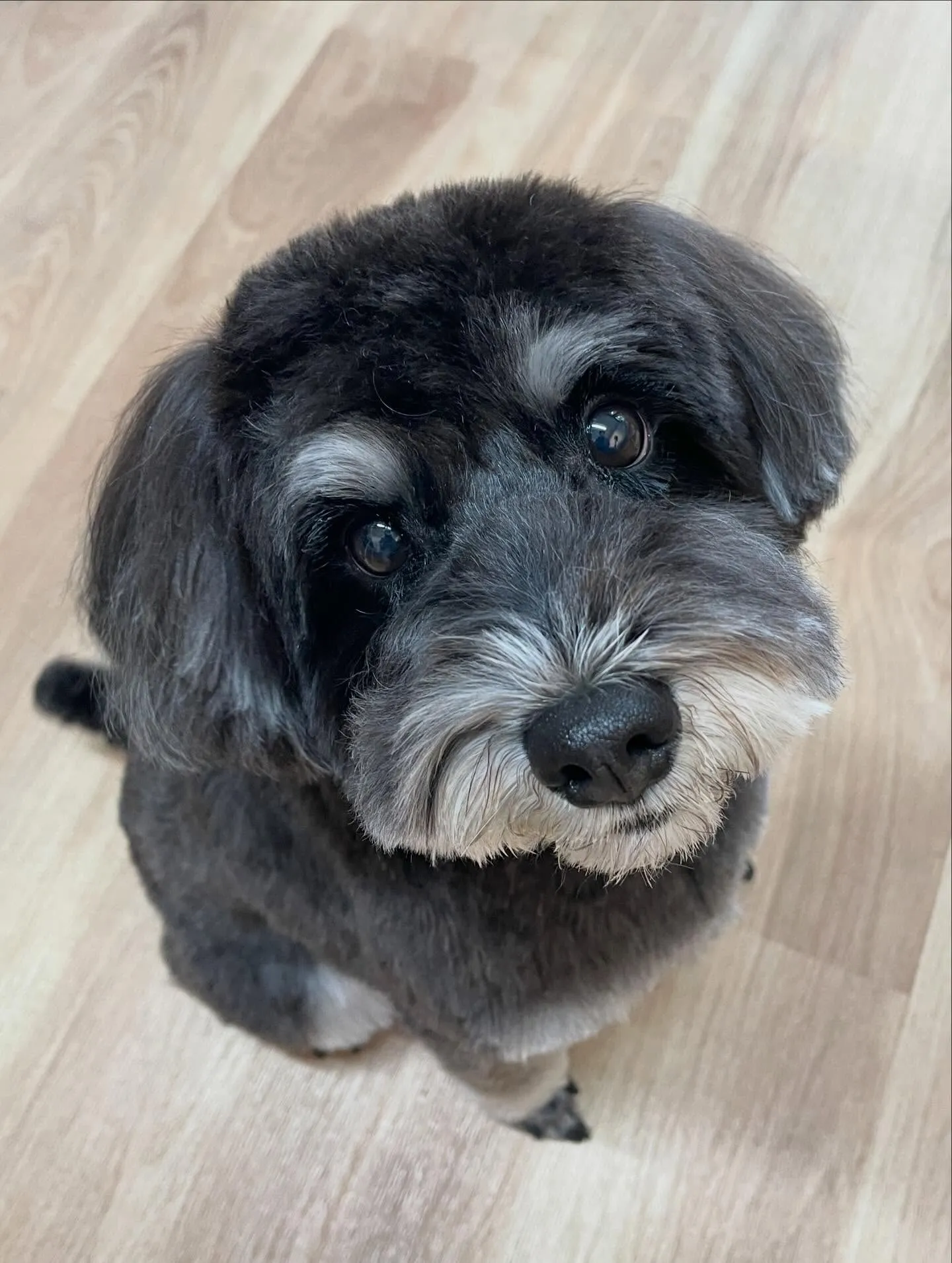 🍃2/3のトリミング🍃シュナウザー🐶|名東区・千種区・守山区...