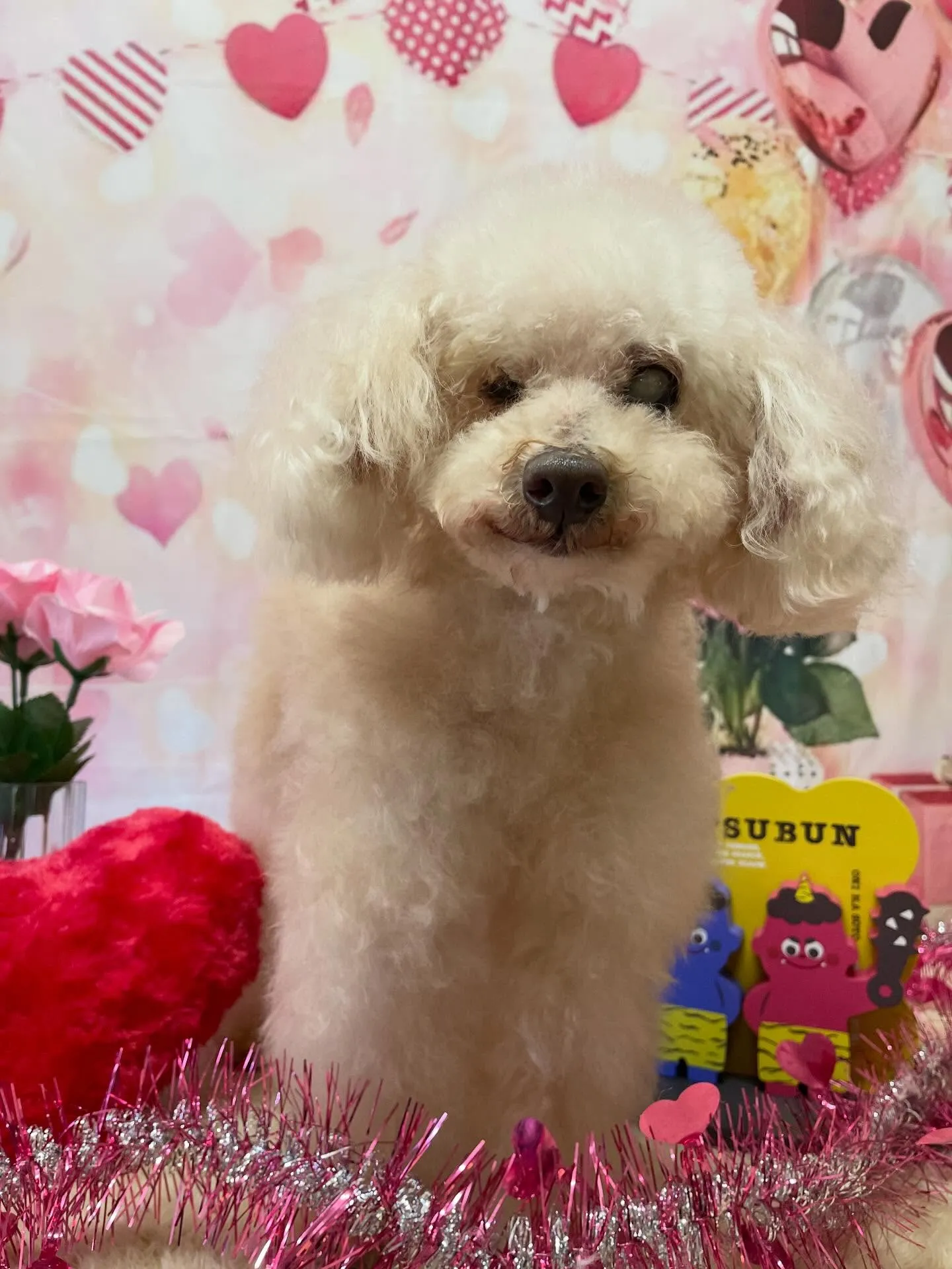 🍃2/3のトリミング🍃プードル🐶|名東区・千種区・守山区の動...