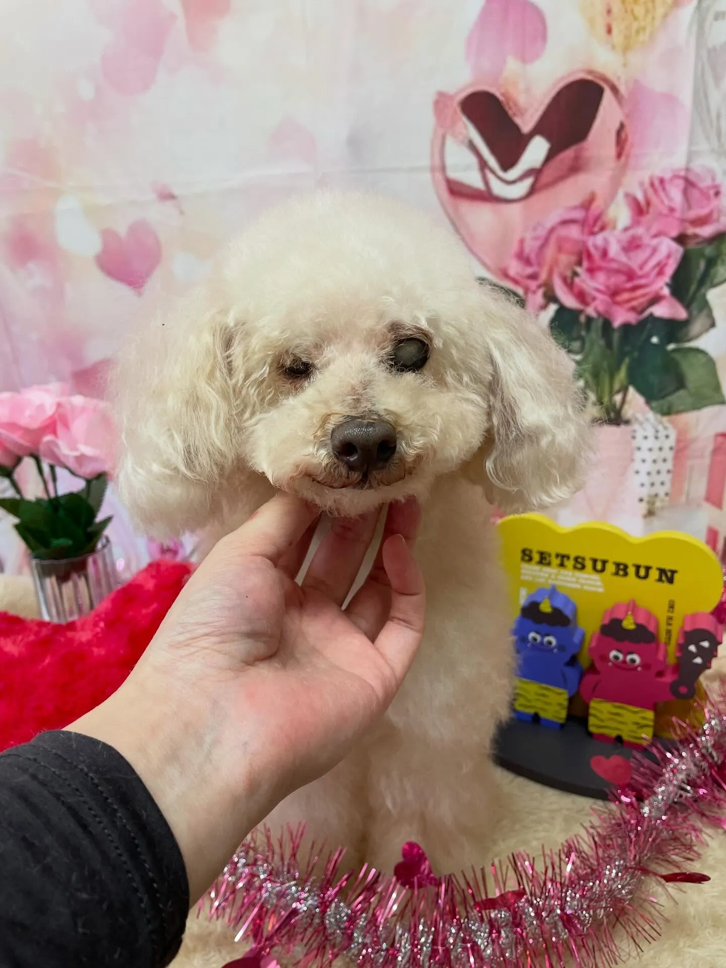 🍃2/3のトリミング🍃プードル🐶｜名東区・千種区・守山区の動...