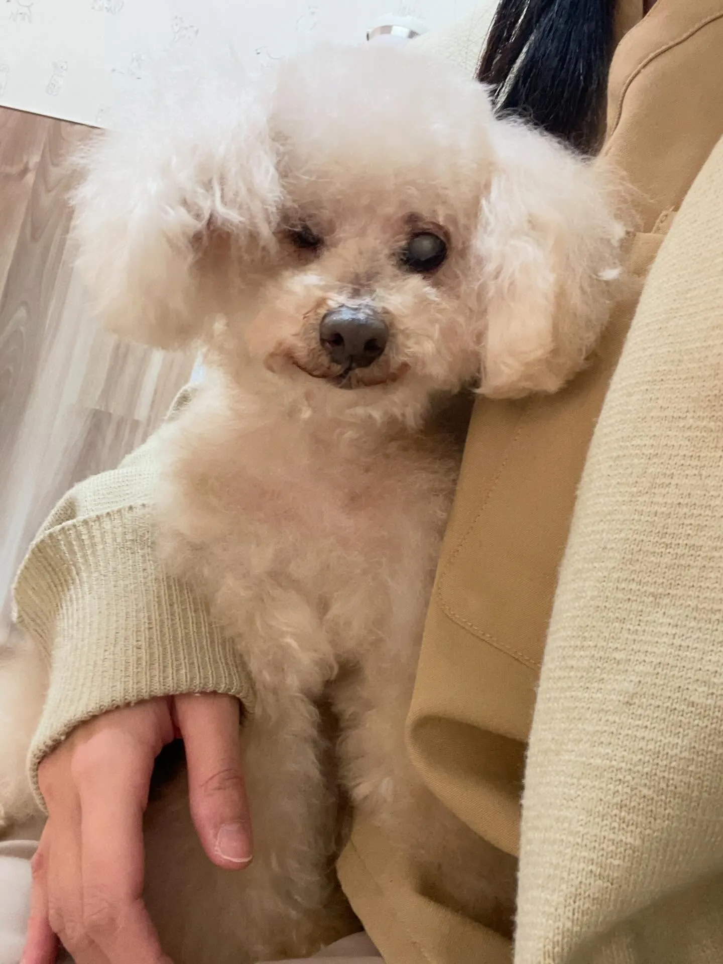 🍃2/3のトリミング🍃プードル🐶｜名東区・千種区・守山区の動...