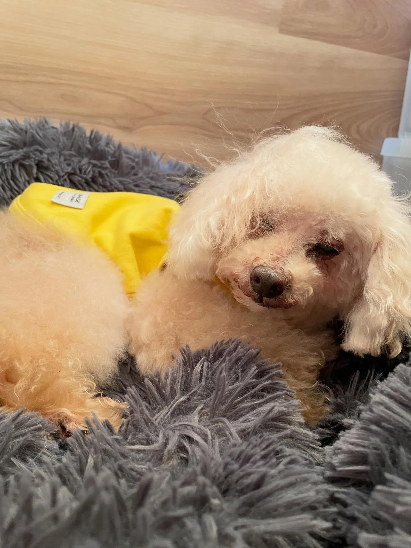 🍃2/3のトリミング🍃プードル🐶｜名東区・千種区・守山区の動...