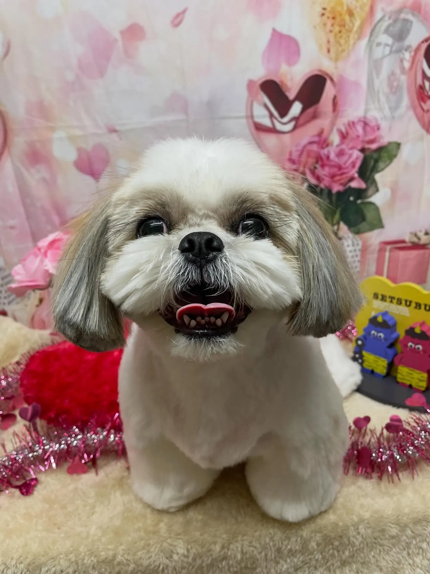 🍃2/3のトリミング🍃シーズー🐶｜名東区・千種区・守山区の動...