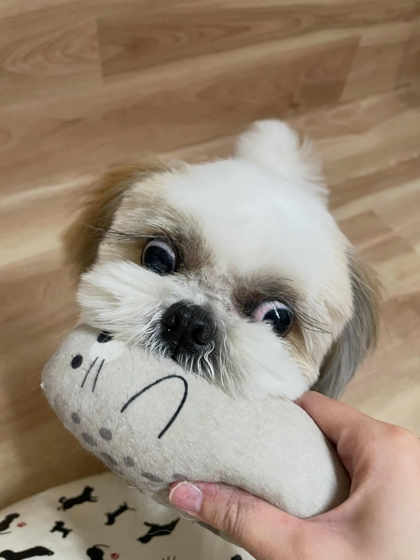 🍃2/3のトリミング🍃シーズー🐶｜名東区・千種区・守山区の動...