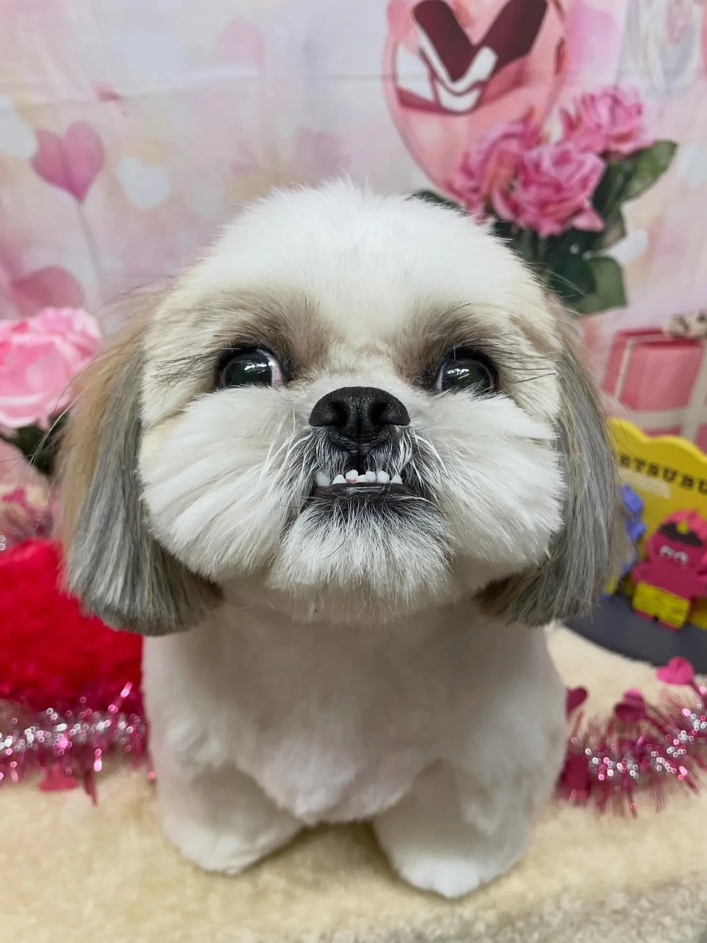 🍃2/3のトリミング🍃シーズー🐶｜名東区・千種区・守山区の動...