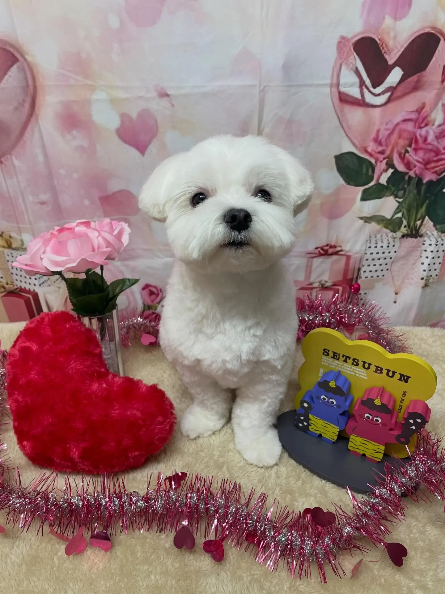 🍃2/4のトリミング🍃マルチーズ🐶｜名東区・千種区・守山区の...