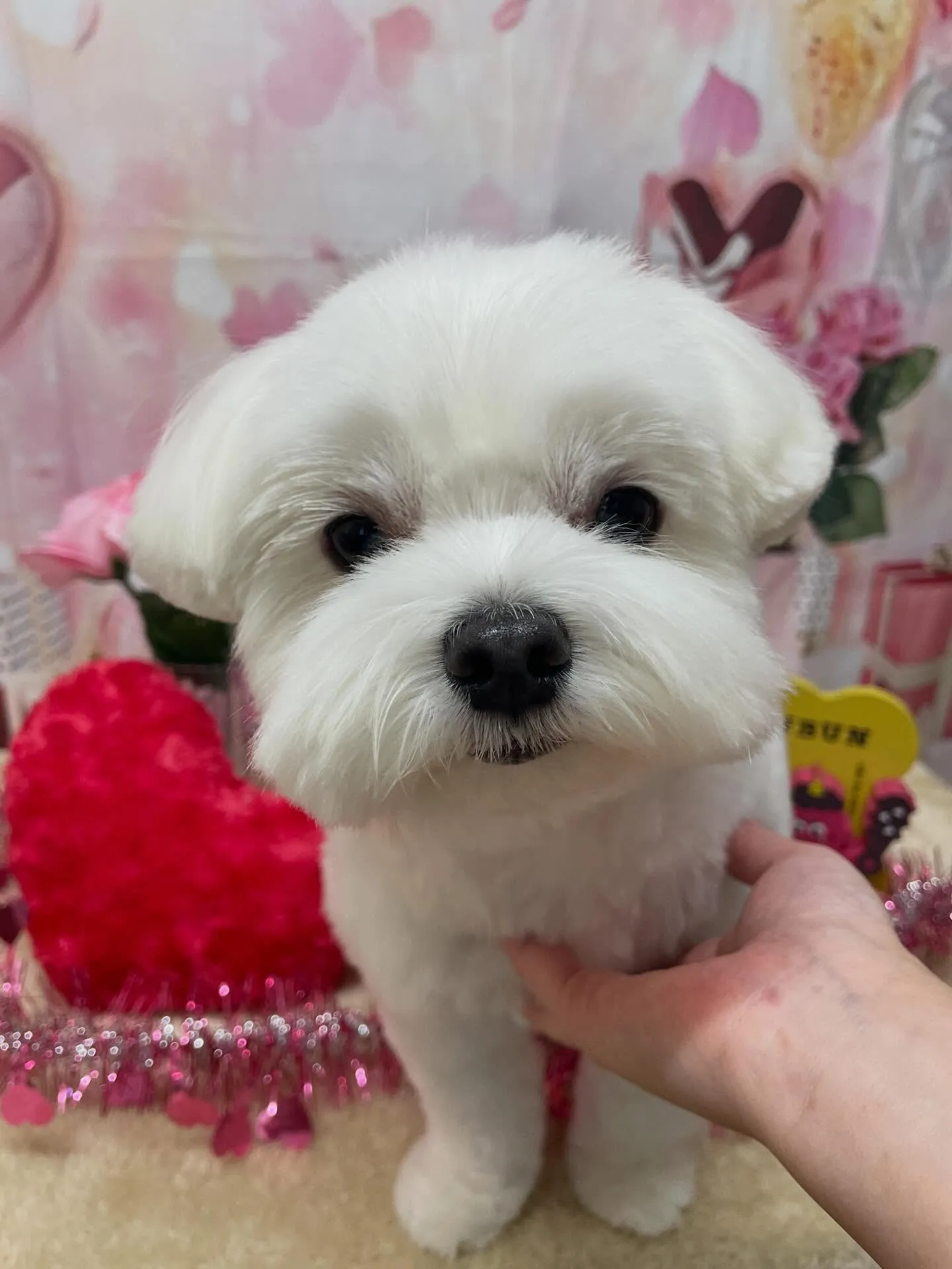 🍃2/4のトリミング🍃マルチーズ🐶｜名東区・千種区・守山区の...