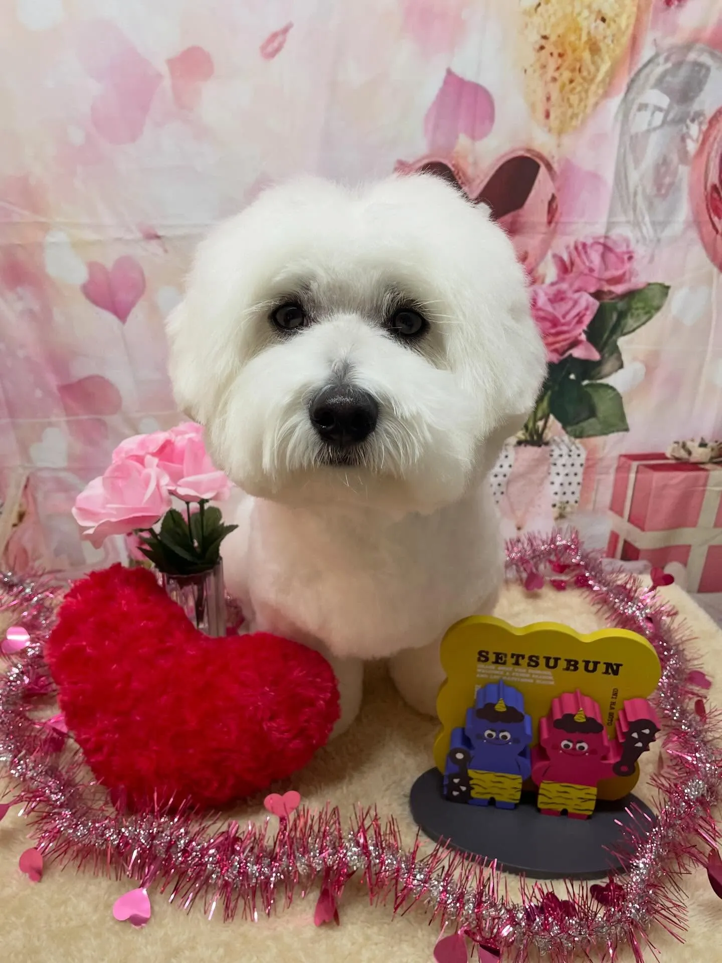 🍃2/4のトリミング🍃ミックス犬🐶｜名東区・千種区・守山区の...