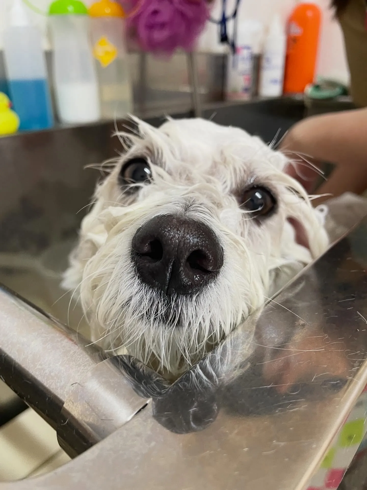 🍃2/4のトリミング🍃ミックス犬🐶｜名東区・千種区・守山区の...