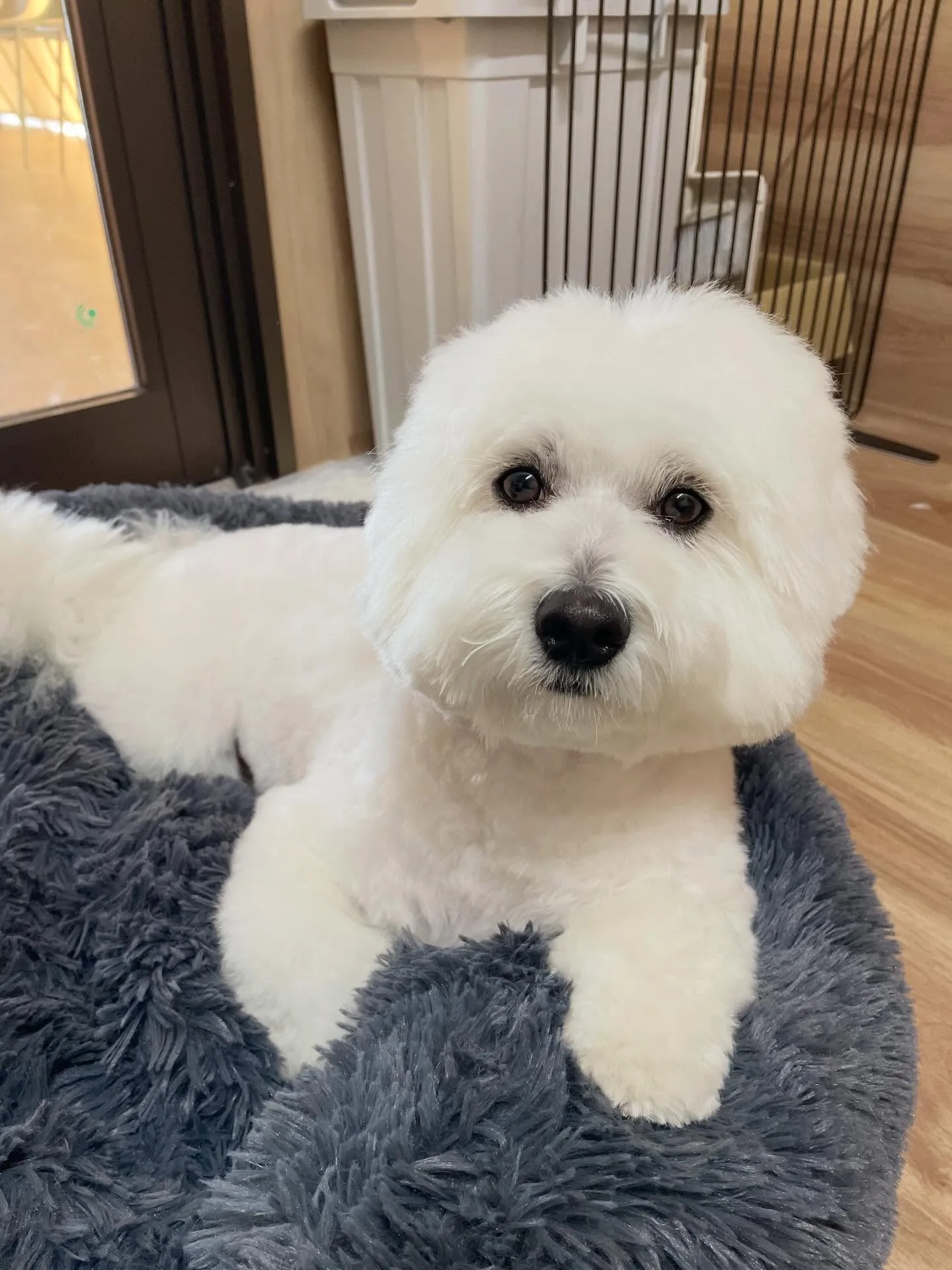 🍃2/4のトリミング🍃ミックス犬🐶｜名東区・千種区・守山区の...