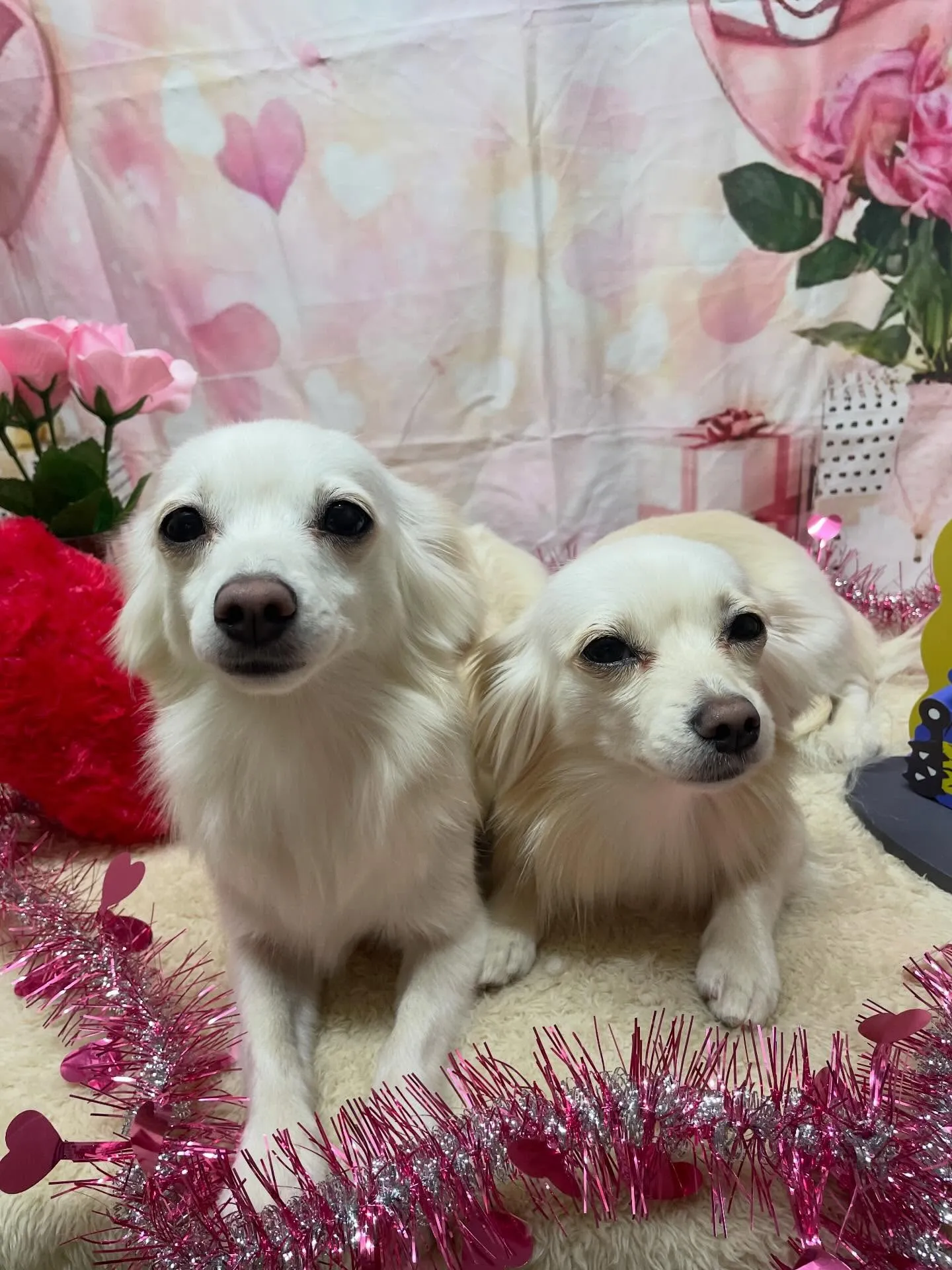 🍃2/4のトリミング🍃ミックス犬🐶｜名東区・千種区・守山区の...