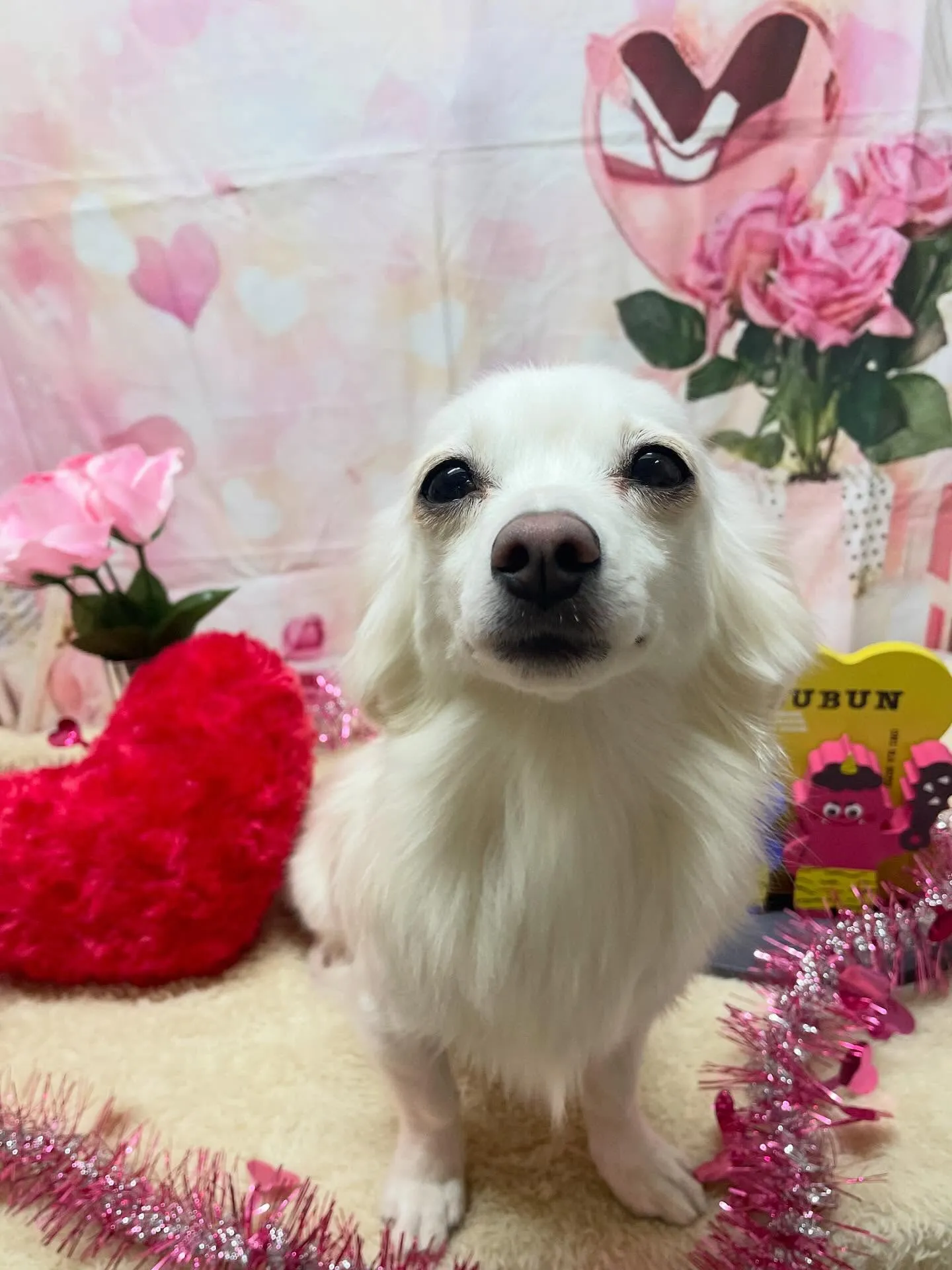 🍃2/4のトリミング🍃ミックス犬🐶｜名東区・千種区・守山区の...