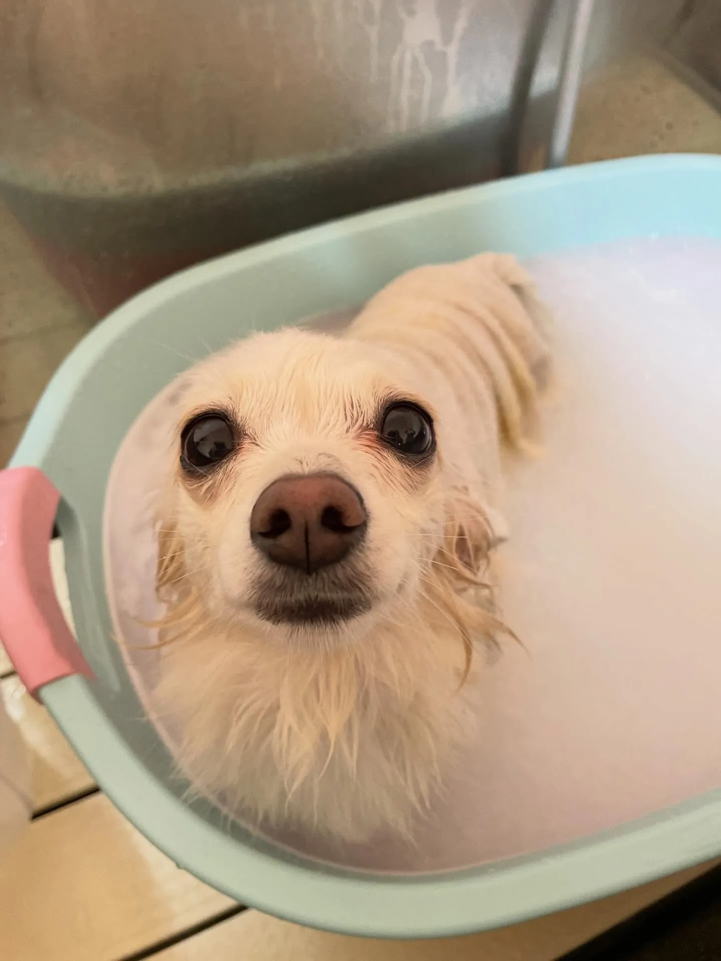 🍃2/4のトリミング🍃ミックス犬🐶｜名東区・千種区・守山区の...