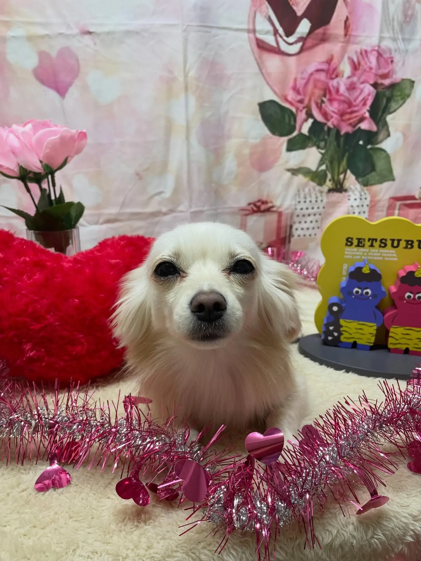 🍃2/4のトリミング🍃ミックス犬🐶｜名東区・千種区・守山区の...