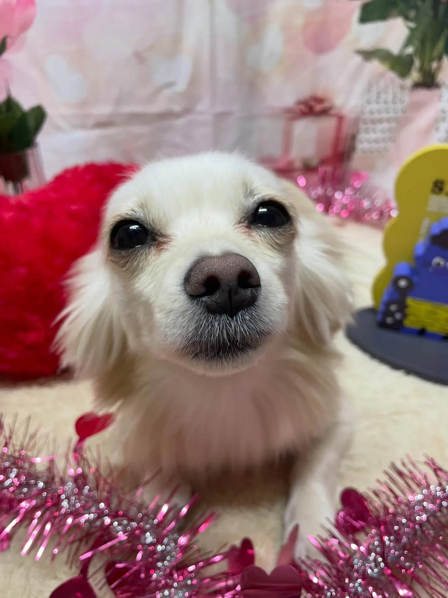 🍃2/4のトリミング🍃ミックス犬🐶｜名東区・千種区・守山区の...