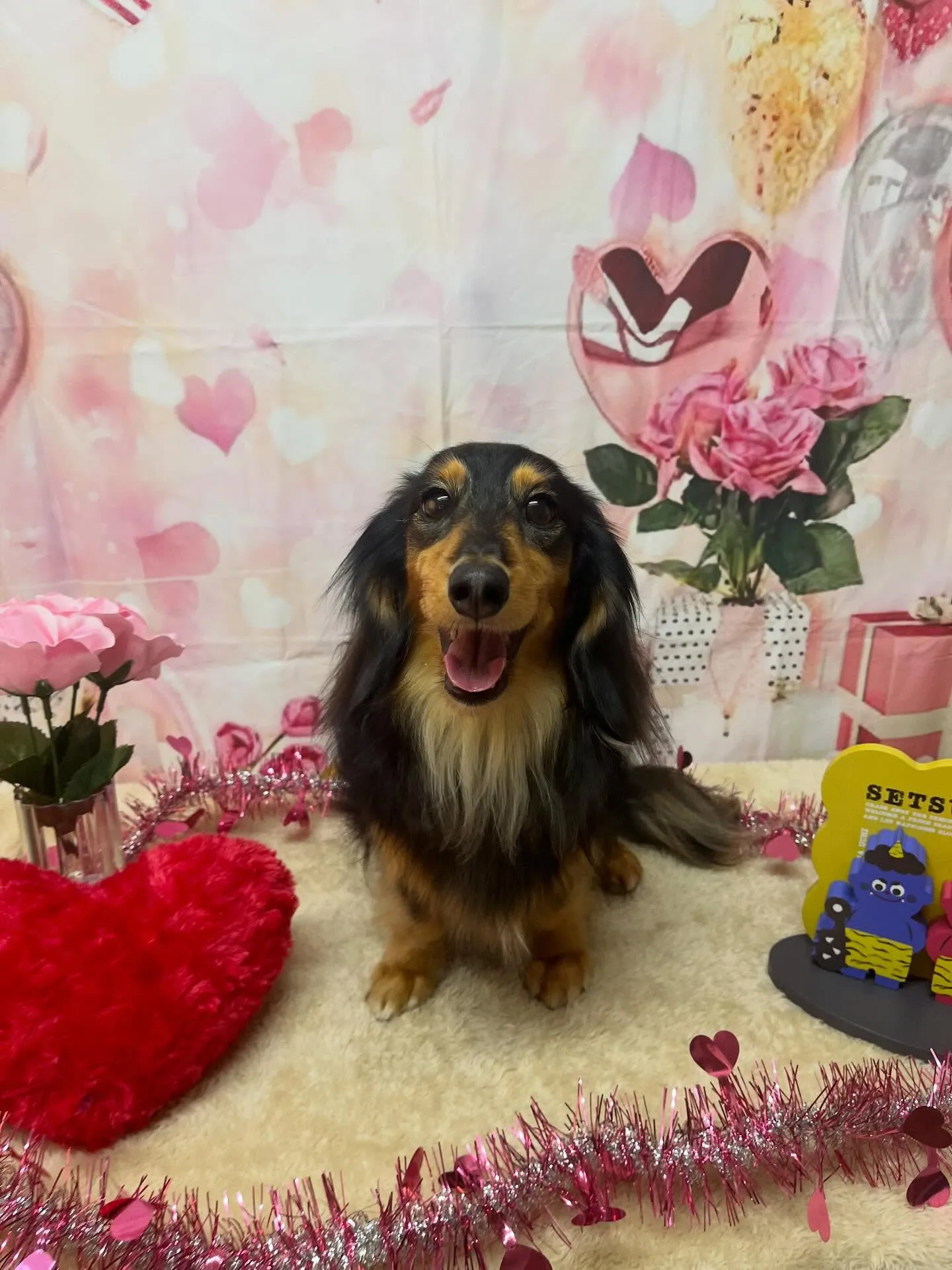 🍃2/6のトリミング🍃ダックス🐶｜名東区・千種区・守山区の動...