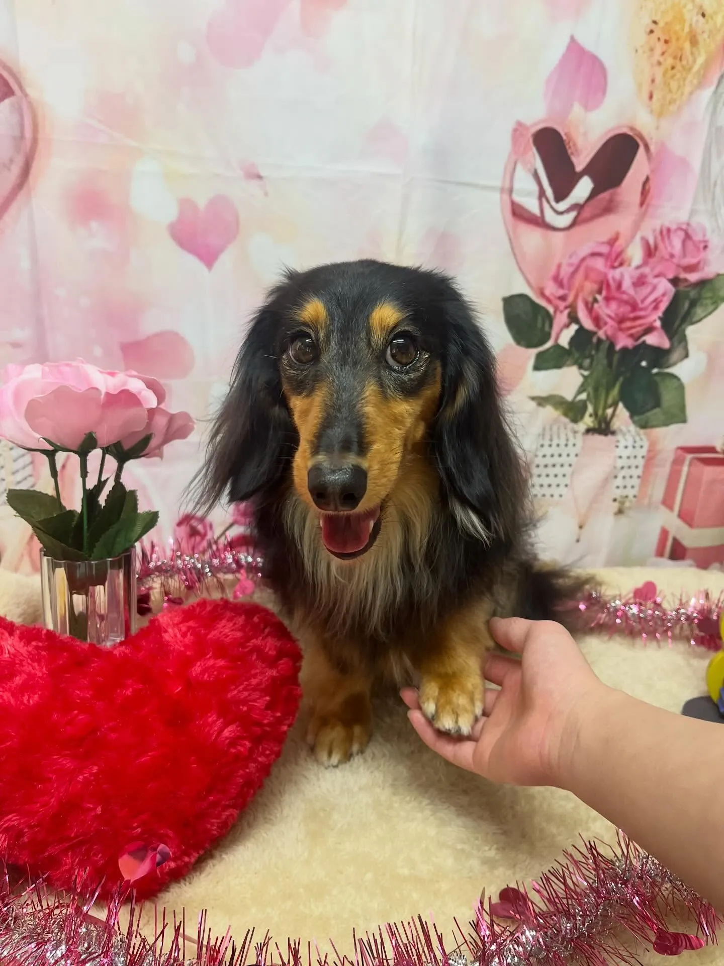 🍃2/6のトリミング🍃ダックス🐶｜名東区・千種区・守山区の動...