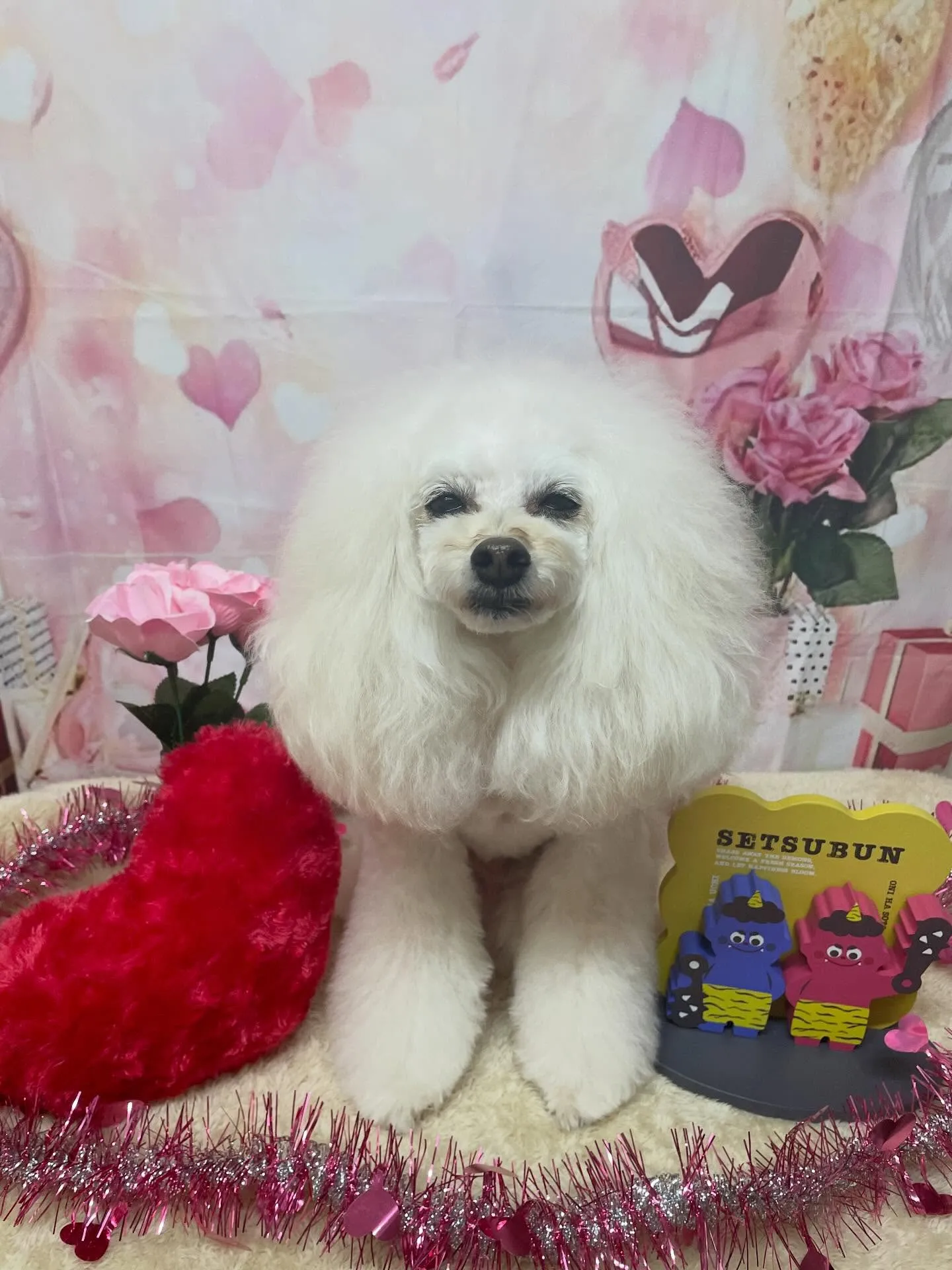 🍃2/6のトリミング🍃プードル🐶｜名東区・千種区・守山区の動...