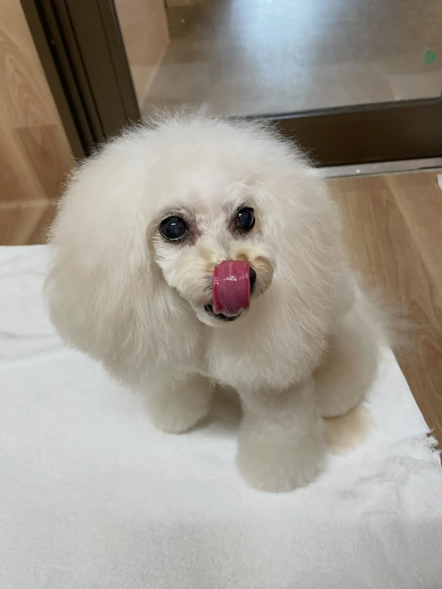 🍃2/6のトリミング🍃プードル🐶｜名東区・千種区・守山区の動...