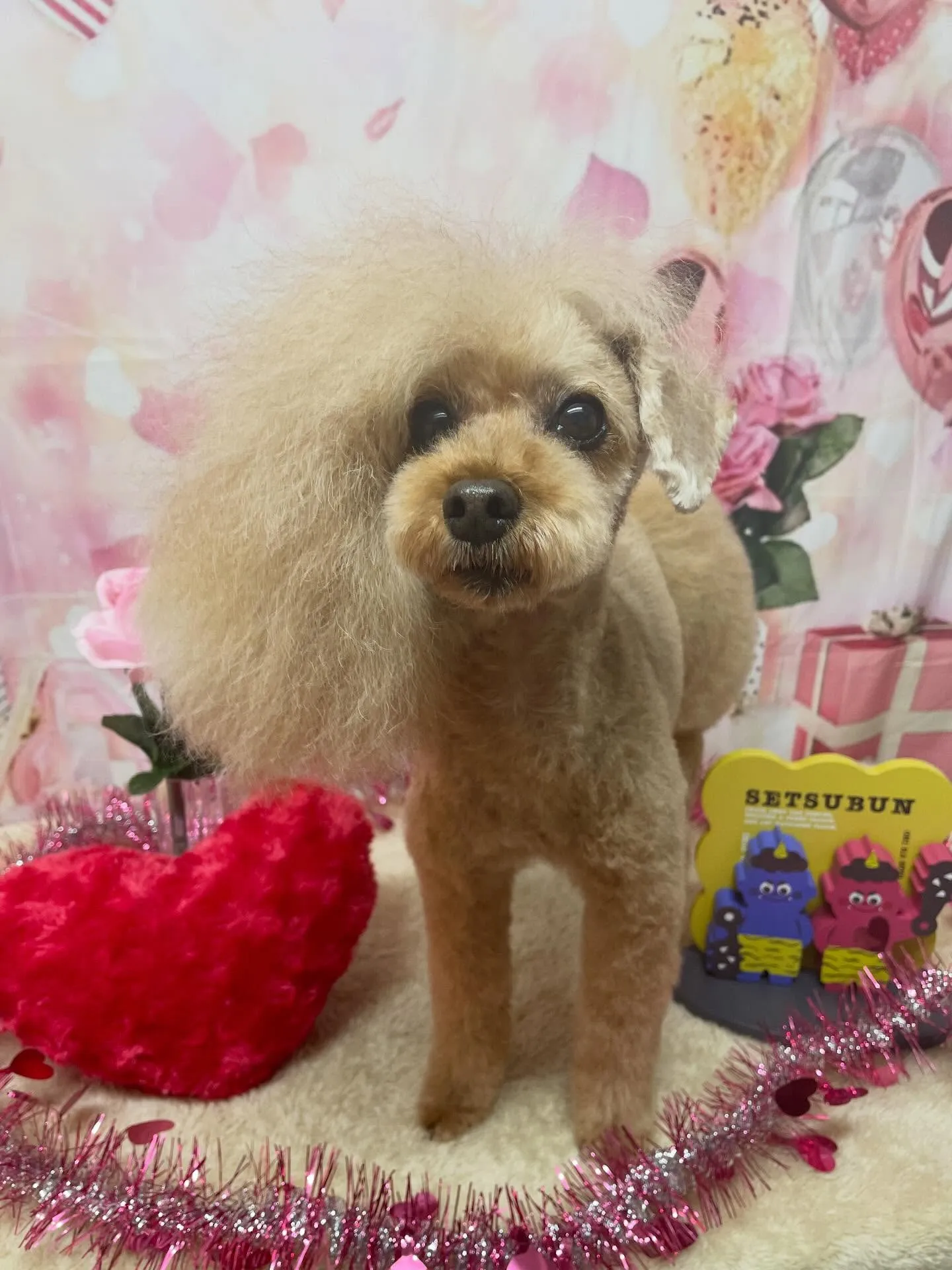 🍃2/6のトリミング🍃プードル🐶｜名東区・千種区・守山区の動...