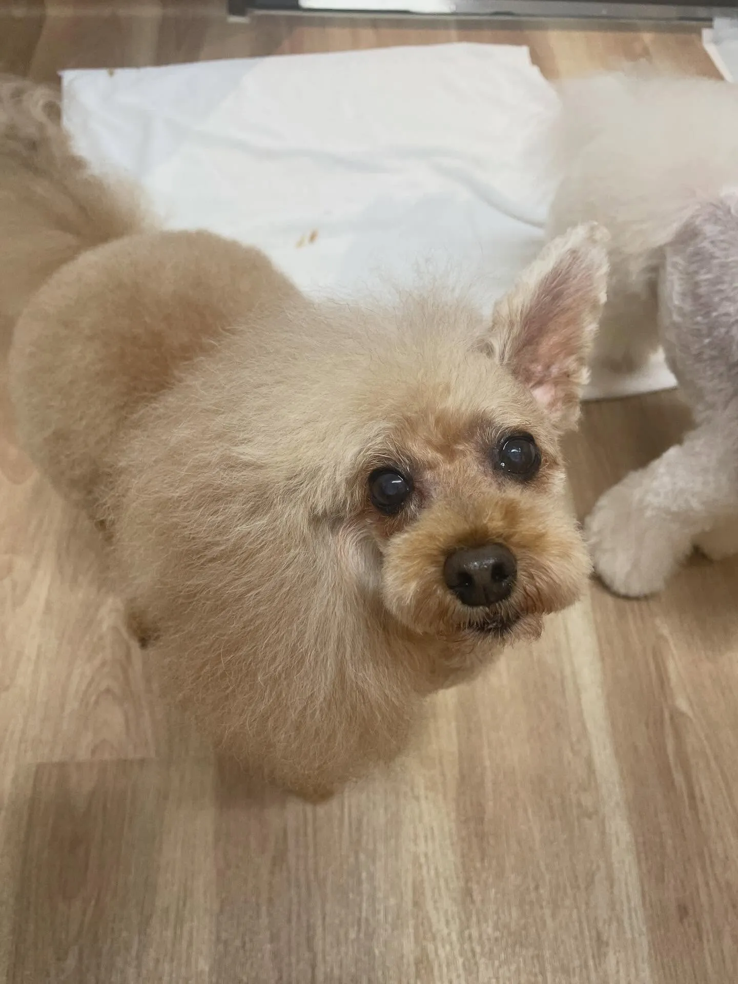 🍃2/6のトリミング🍃プードル🐶｜名東区・千種区・守山区の動...