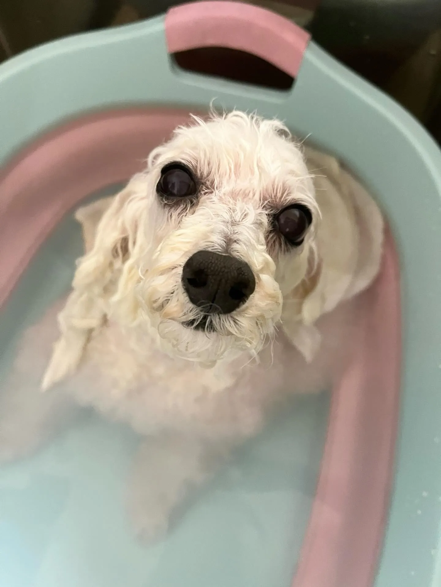 🍃2/7のトリミング🍃プードル🐶｜名東区・千種区・守山区の動...