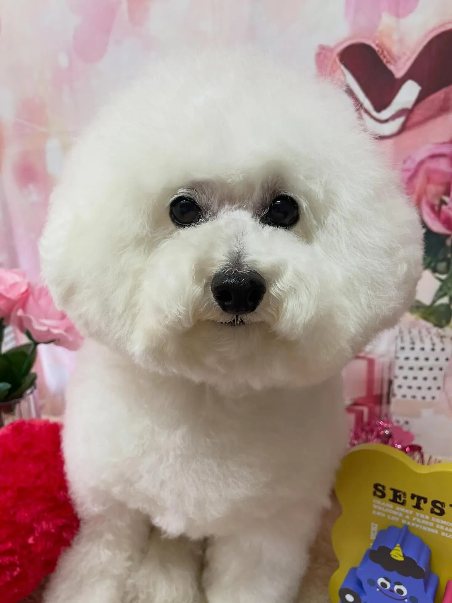 🍃2/7のトリミング🍃プードル🐶｜名東区・千種区・守山区の動...