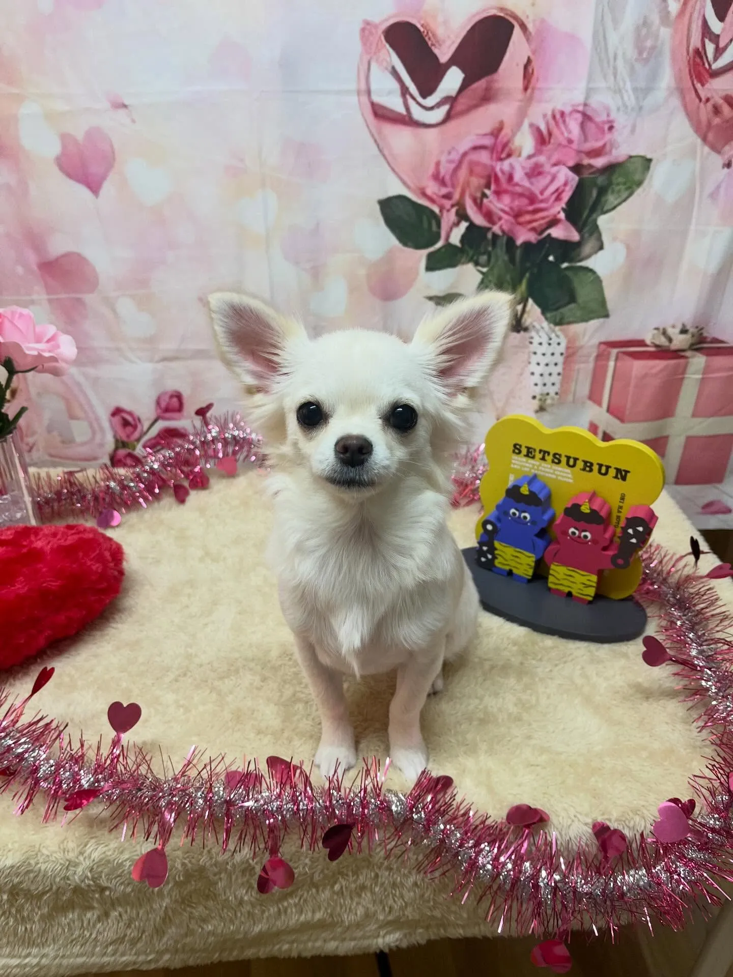 🍃2/7のトリミング🍃チワワ🐶｜名東区・千種区・守山区の動物...