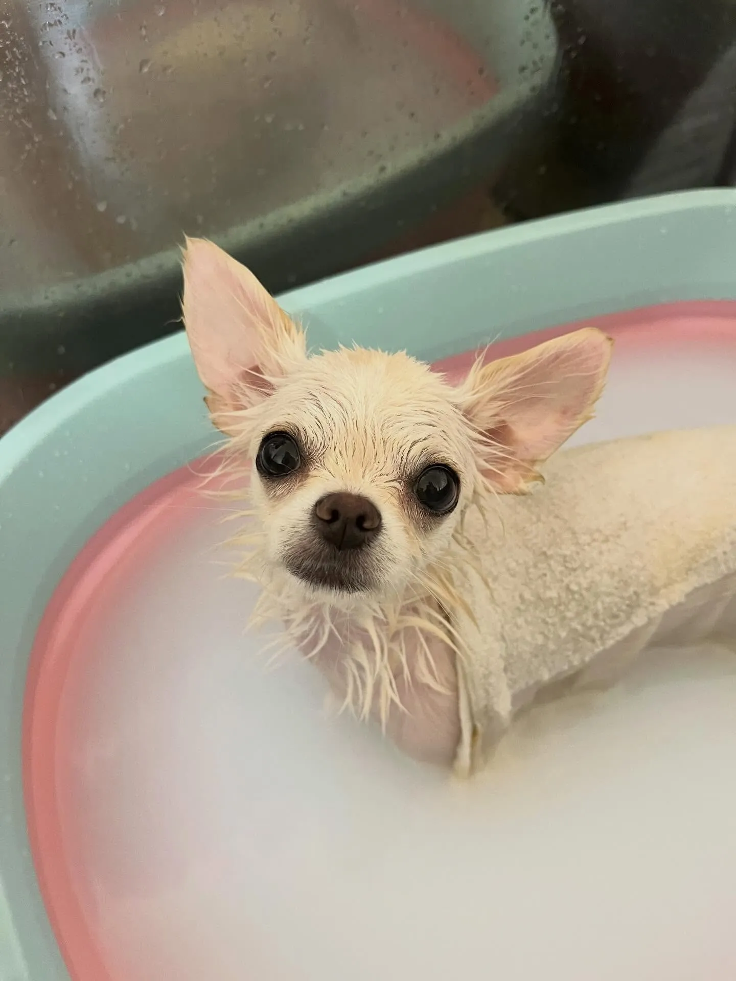 🍃2/7のトリミング🍃チワワ🐶｜名東区・千種区・守山区の動物...