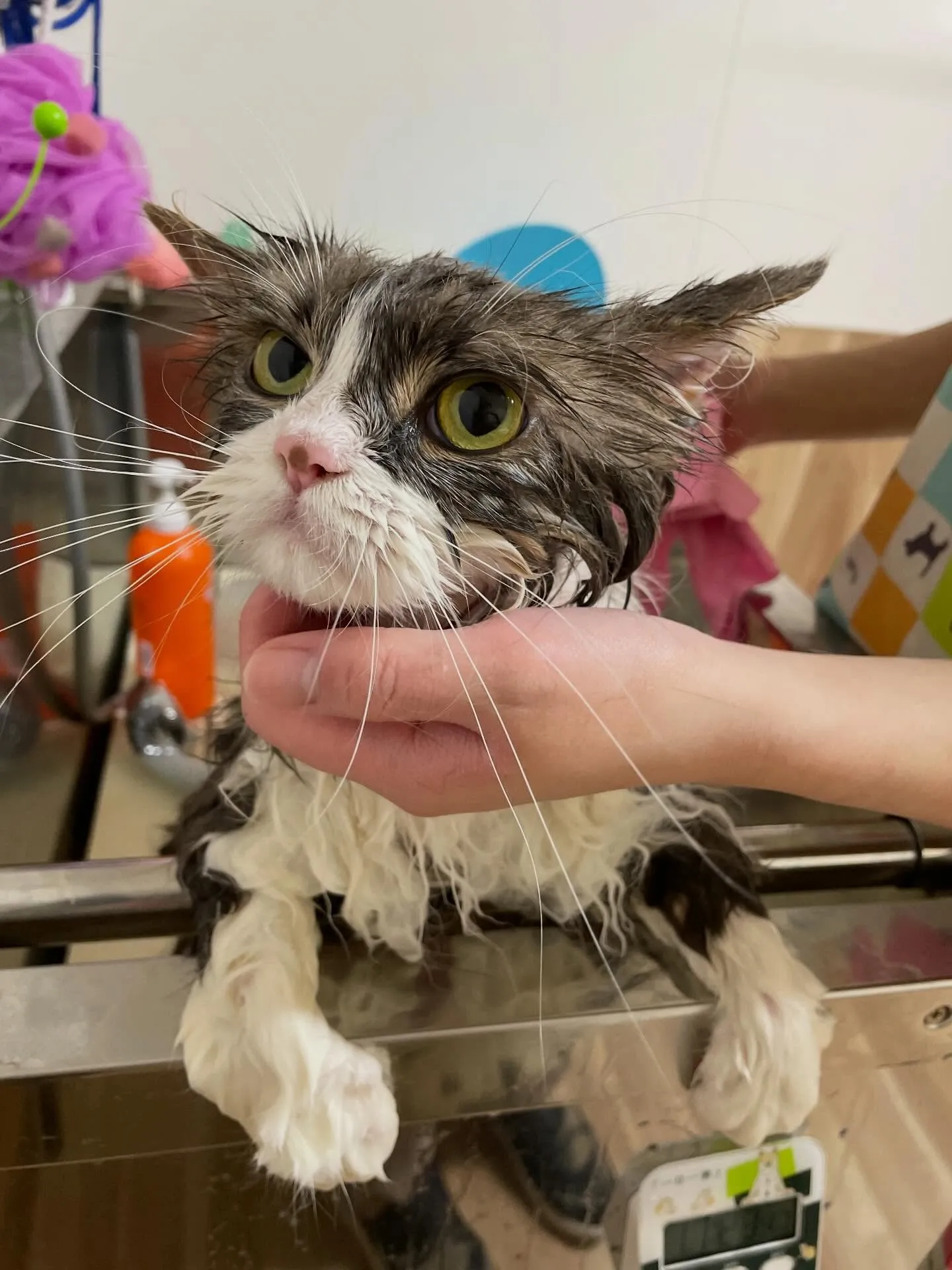 🍃2/7のトリミング🍃サイベリアン🐱｜名東区・千種区・守山区...