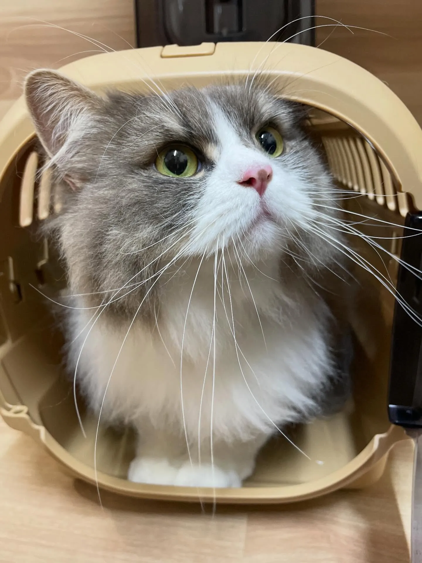 🍃2/7のトリミング🍃サイベリアン🐱｜名東区・千種区・守山区...