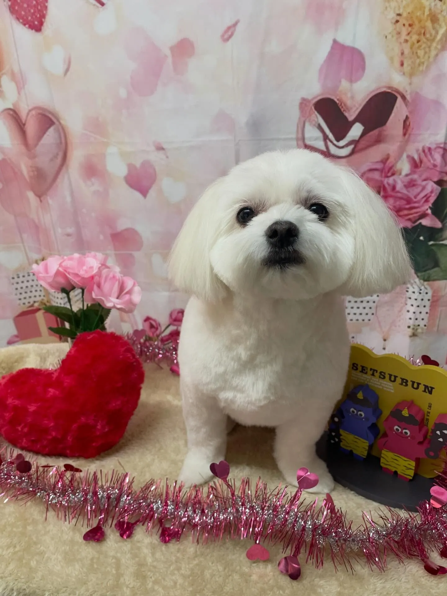 🍃2/8のトリミング🍃ミックス犬🐶｜名東区・千種区・守山区の...