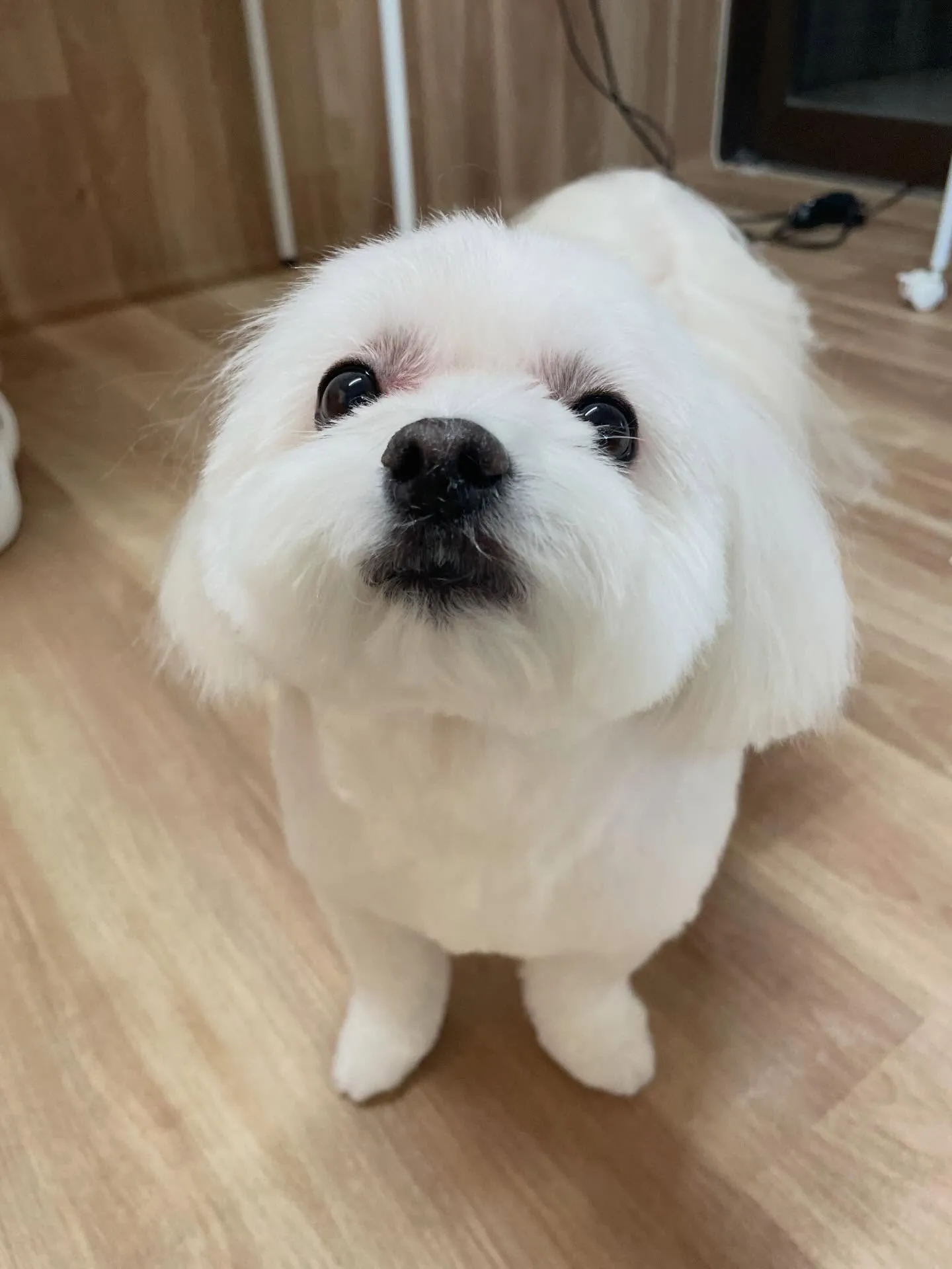 🍃2/8のトリミング🍃ミックス犬🐶｜名東区・千種区・守山区の...