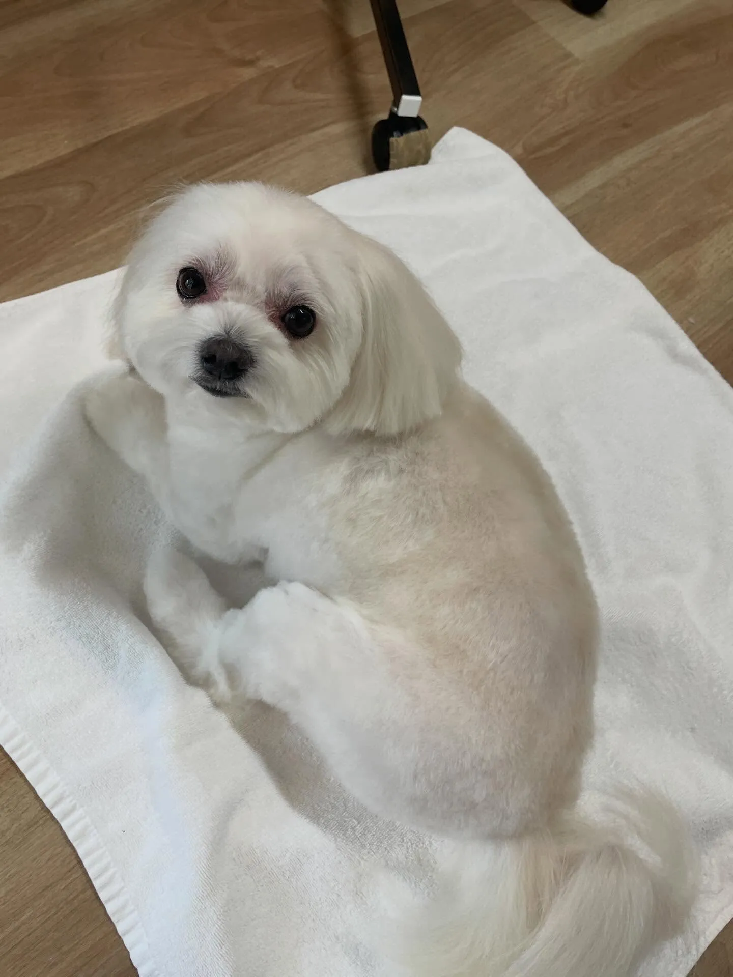 🍃2/8のトリミング🍃ミックス犬🐶｜名東区・千種区・守山区の...