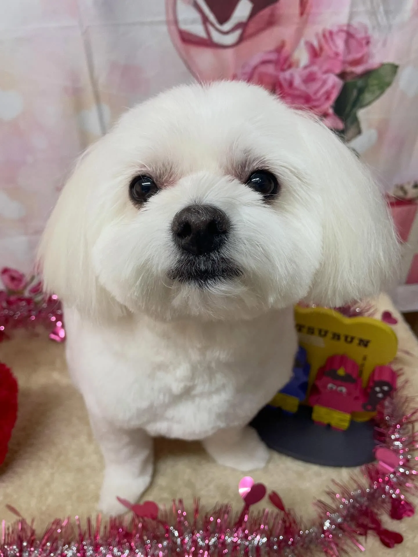 🍃2/8のトリミング🍃ミックス犬🐶｜名東区・千種区・守山区の...