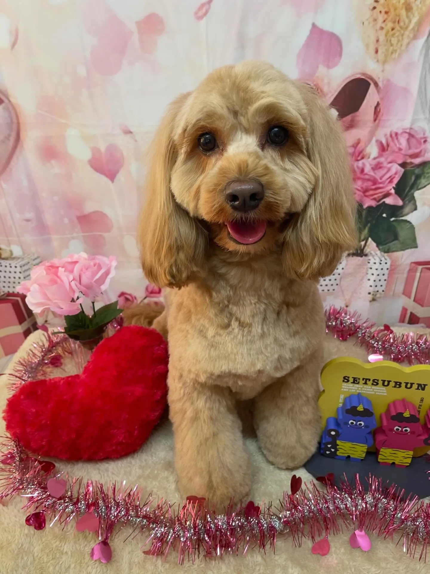 🍃2/8のトリミング🍃ミックス犬🐶｜名東区・千種区・守山区の...